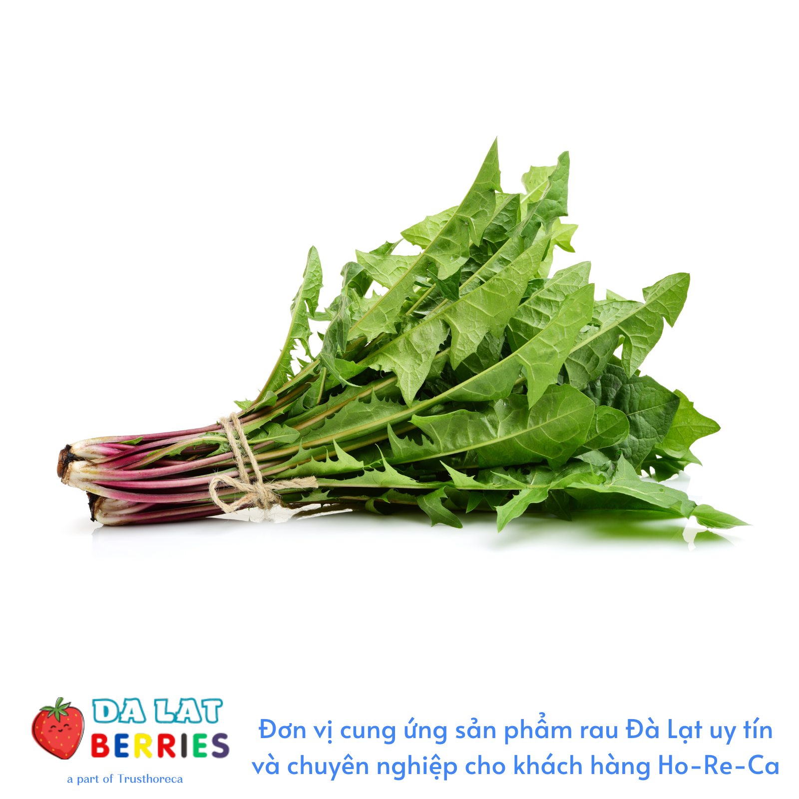 Rau Bồ Công Anh - Dalat Berries - Vị ngọt từ đất lành
