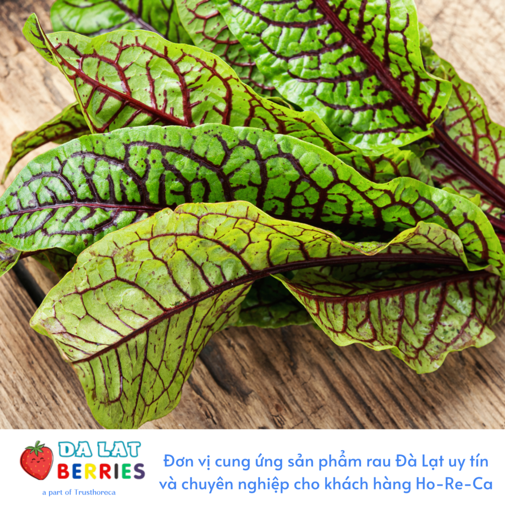 Rau Chua Gân Đỏ - Dalat Berries - Vị ngọt từ đất lành