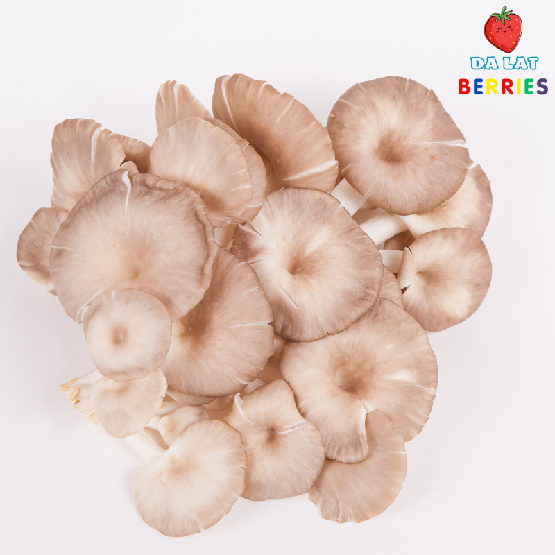 nấm bào ngư vàng