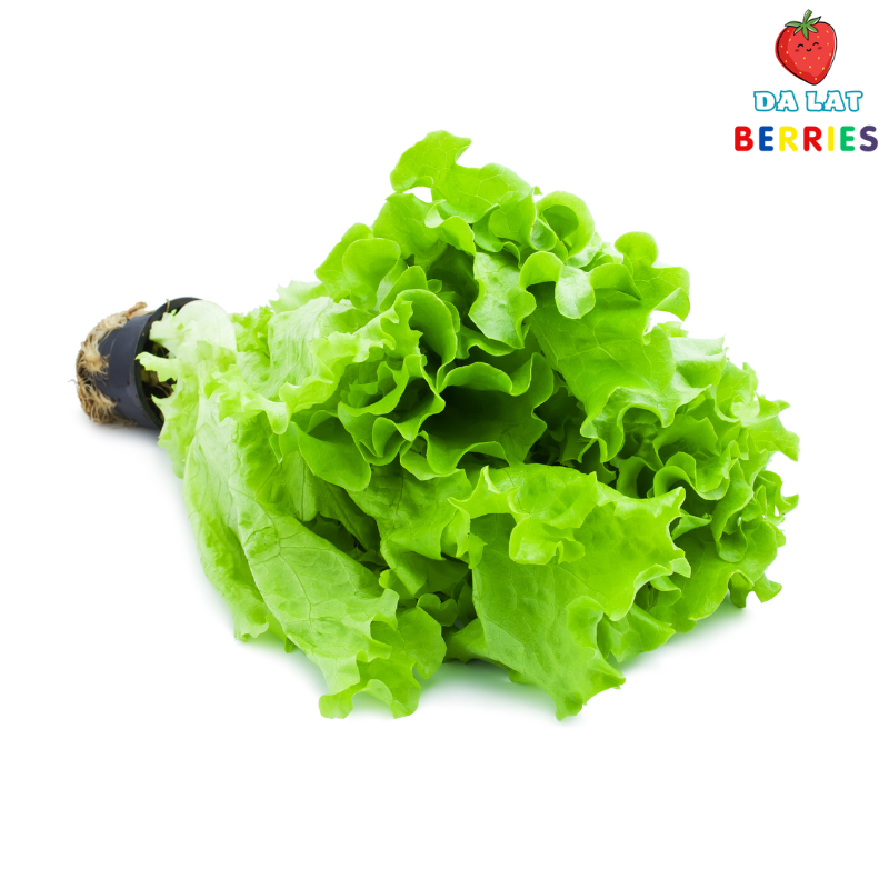 rau xà lách thuỷ tinh