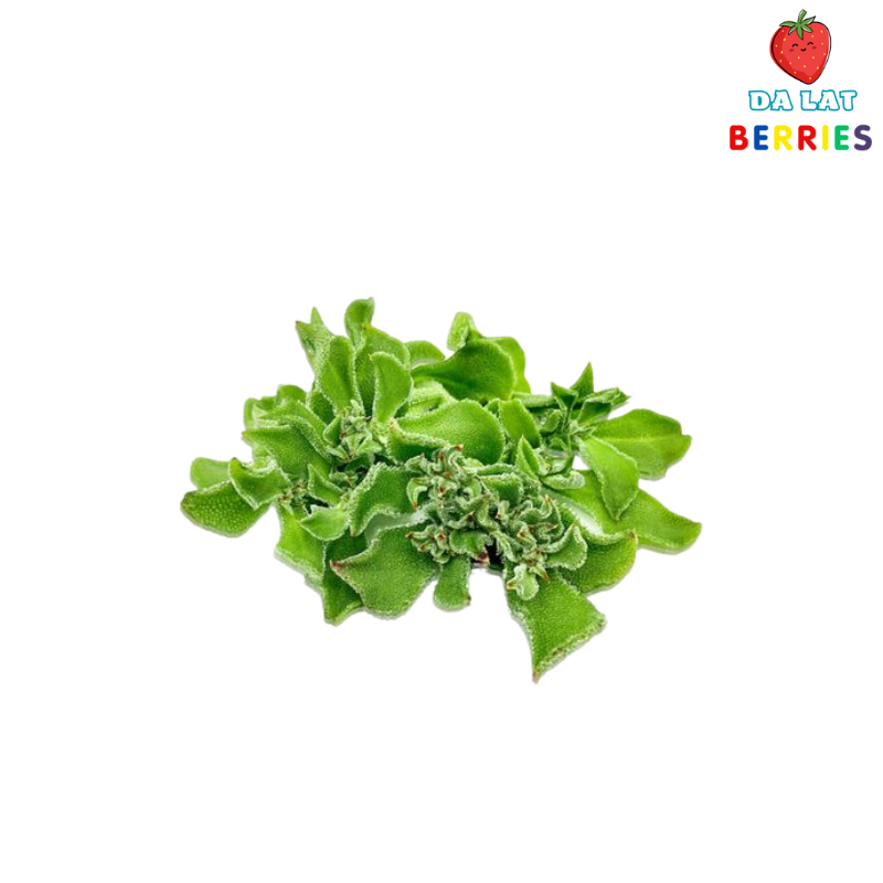 Xà lách bông tuyết