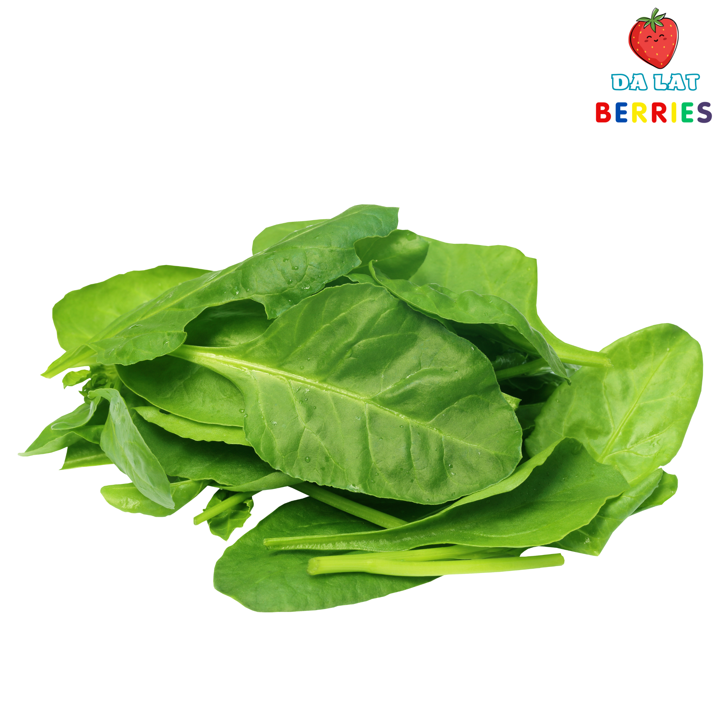 Baby spinach - Rau chân vịt baby