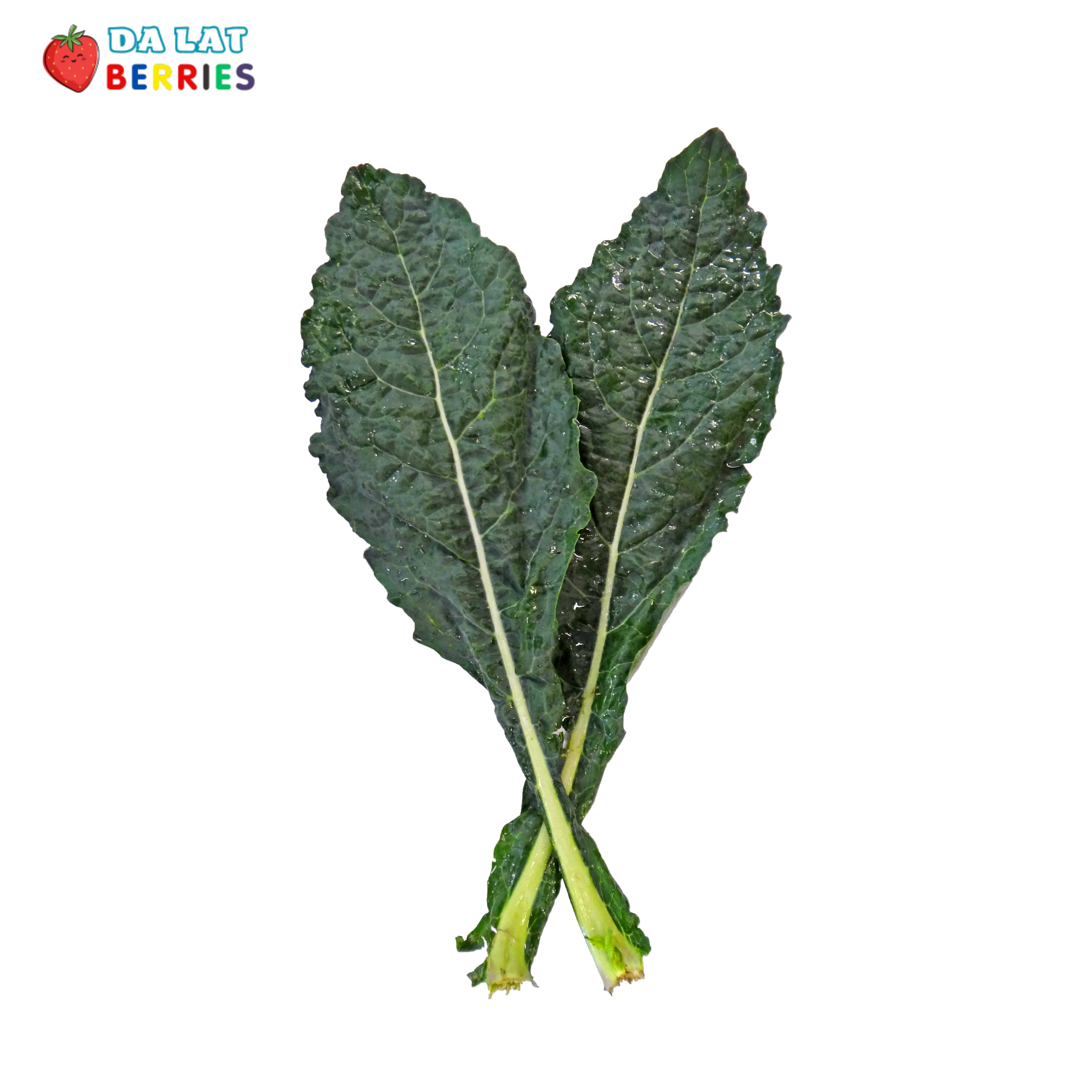 Cải Kale Ý Lacinato (1)