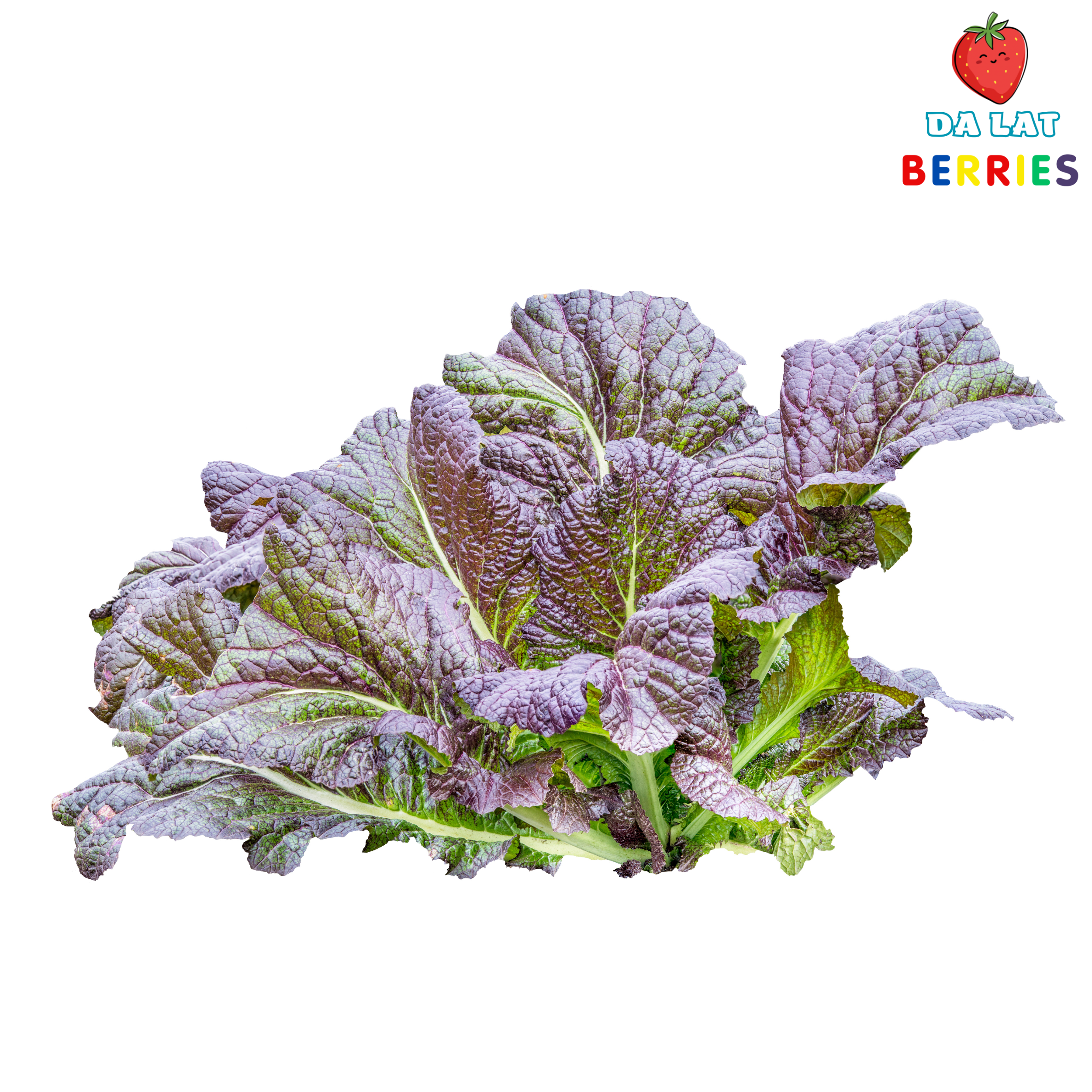 Cải mù tạt tím