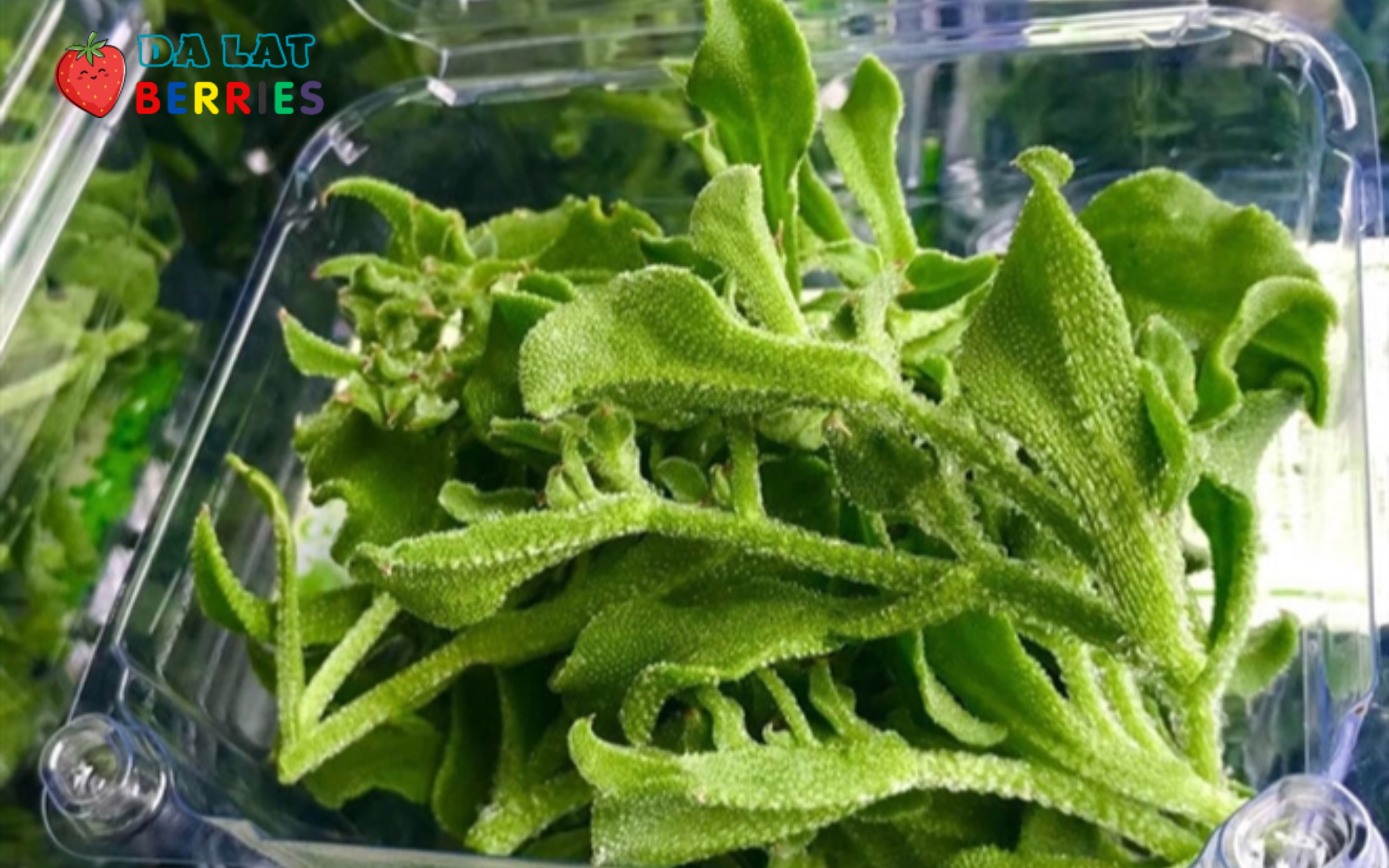 Rau Củ Quả Đà Lạt