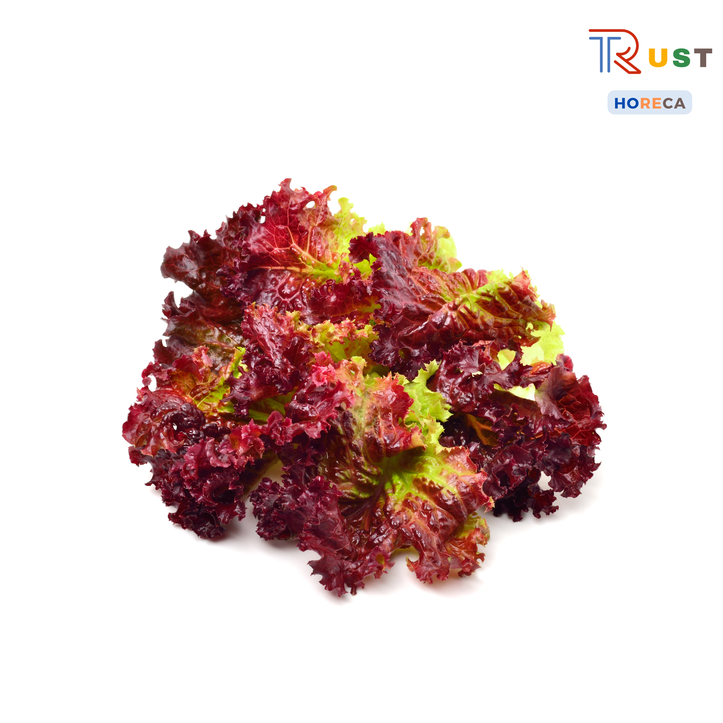 Xà Lách Xoắn Đỏ