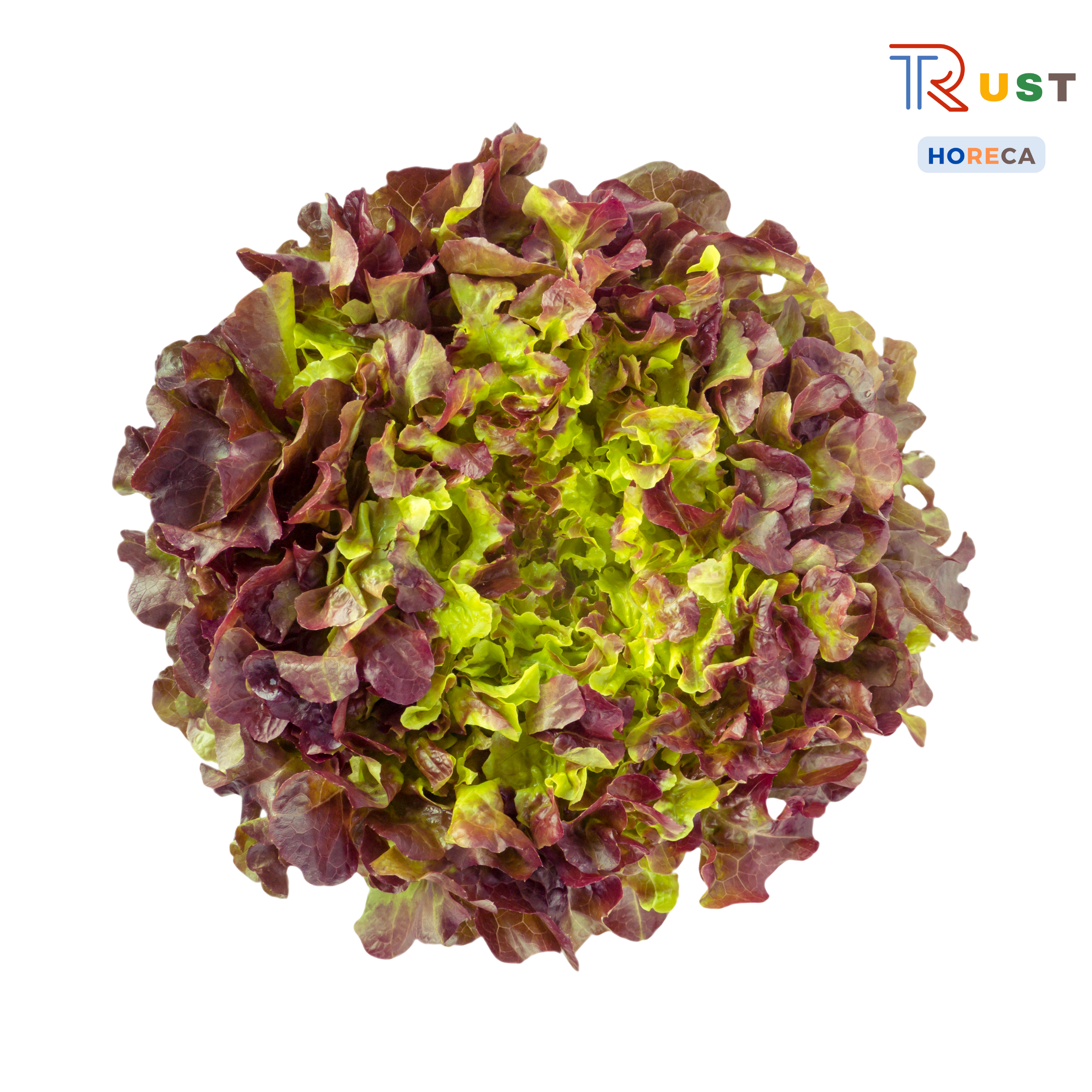 Xà lách Oakleaf đỏ