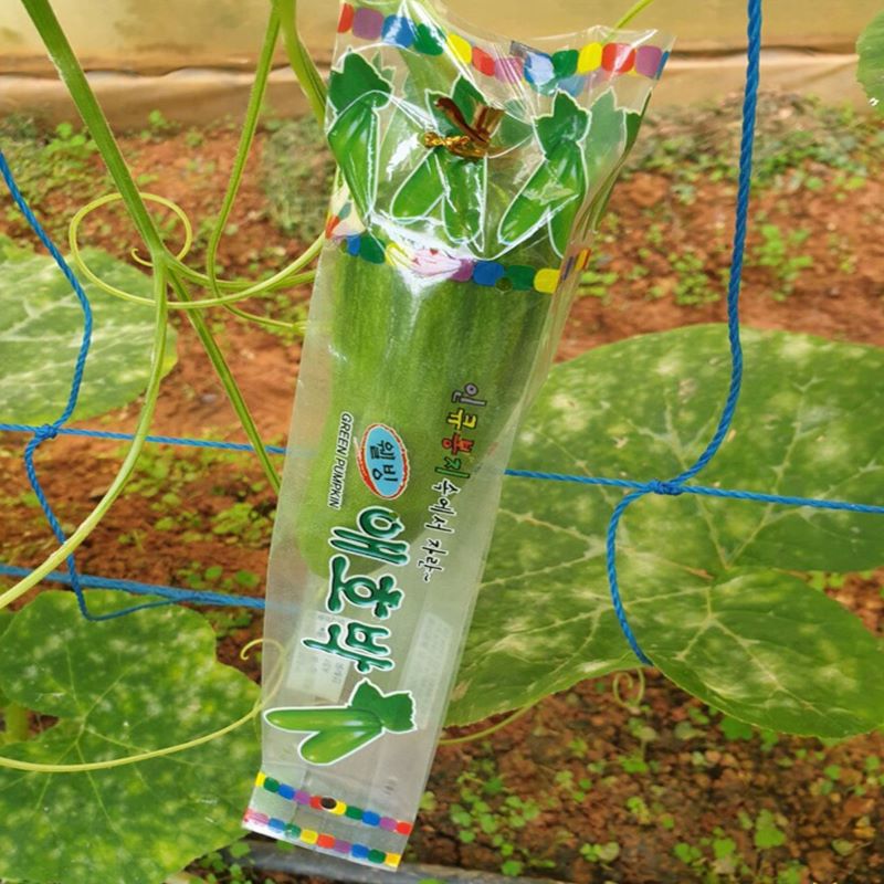 Bí ngòi Hàn Quốc