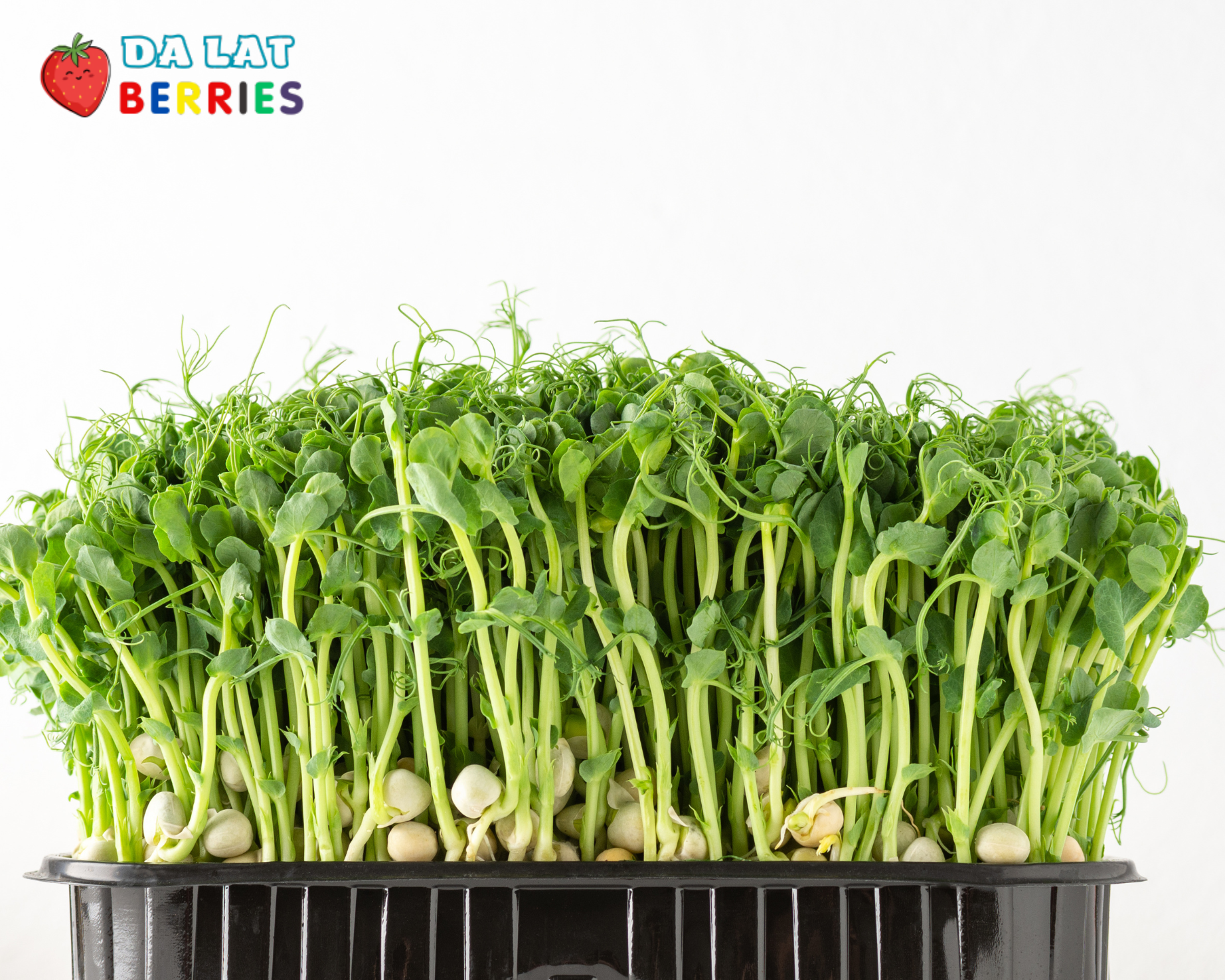 Rau mầm Đậu hà Lan