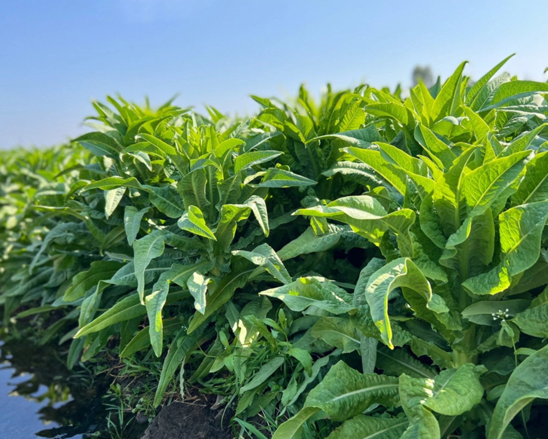 Rau tiến vua tươi