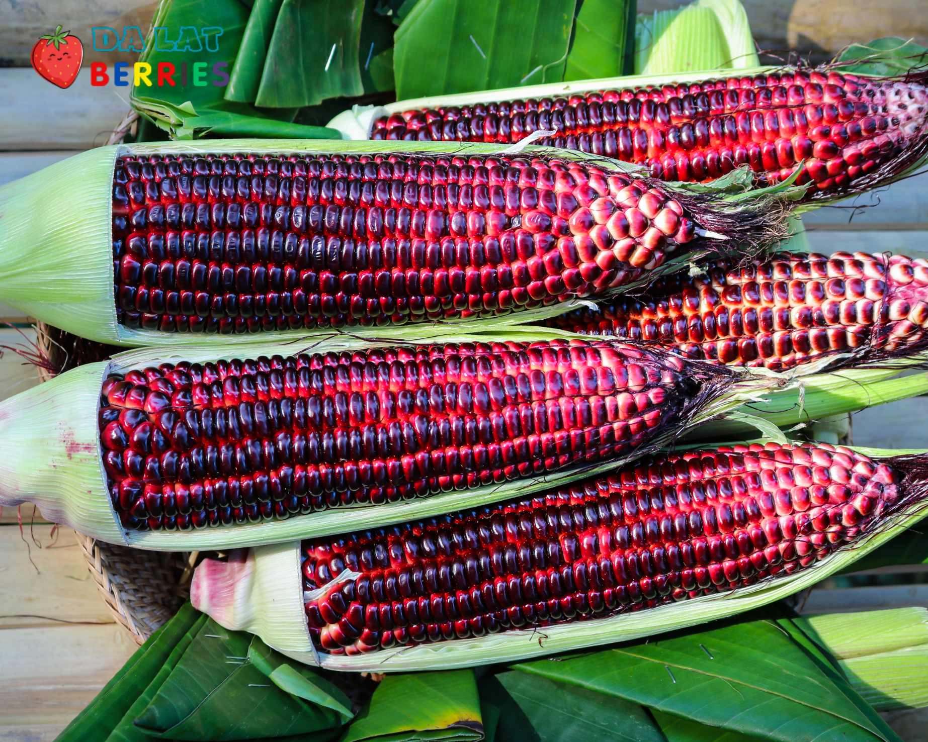 Bắp tím
