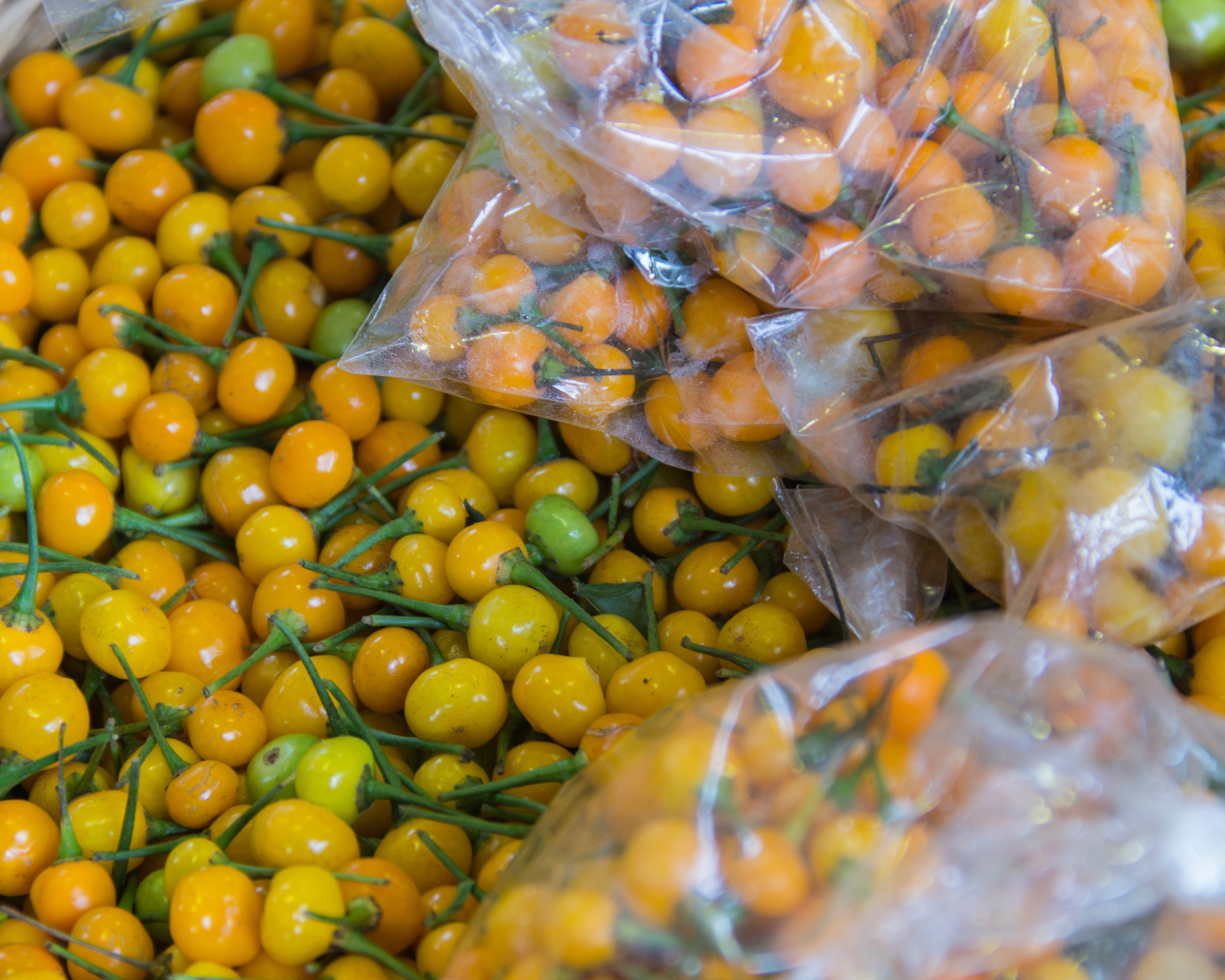 Peru Aji Charapita