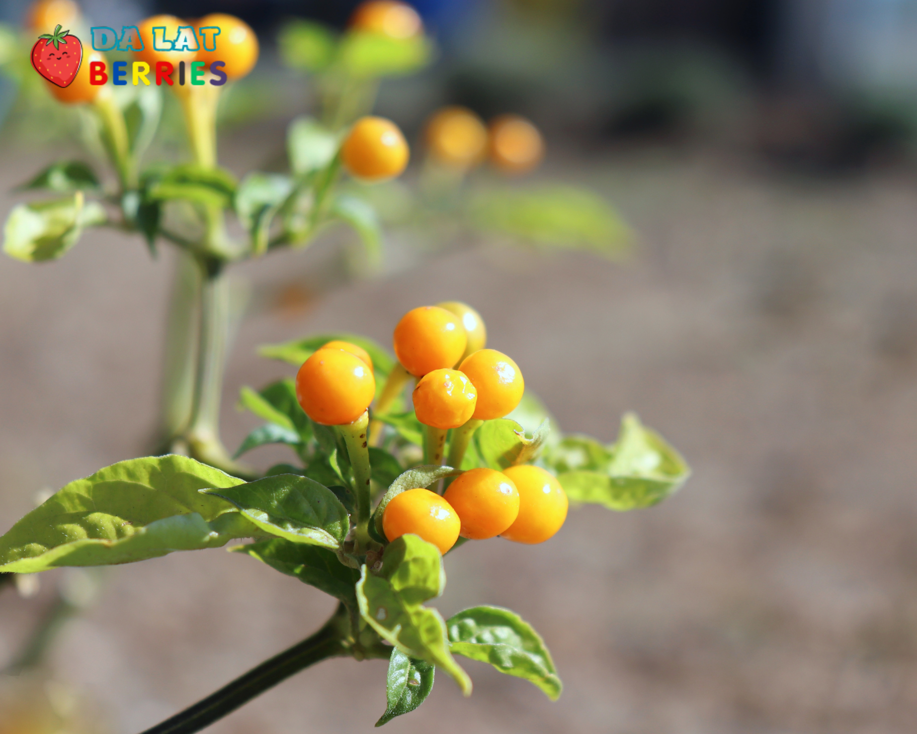 Peru Aji Charapita