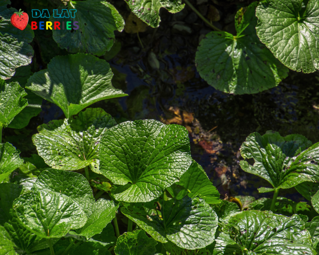 Lá wasabi - Dalat Berries - Vị ngọt từ đất lành