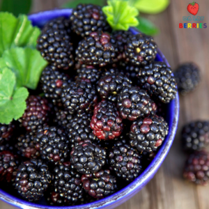 Combo Berries Smoothie