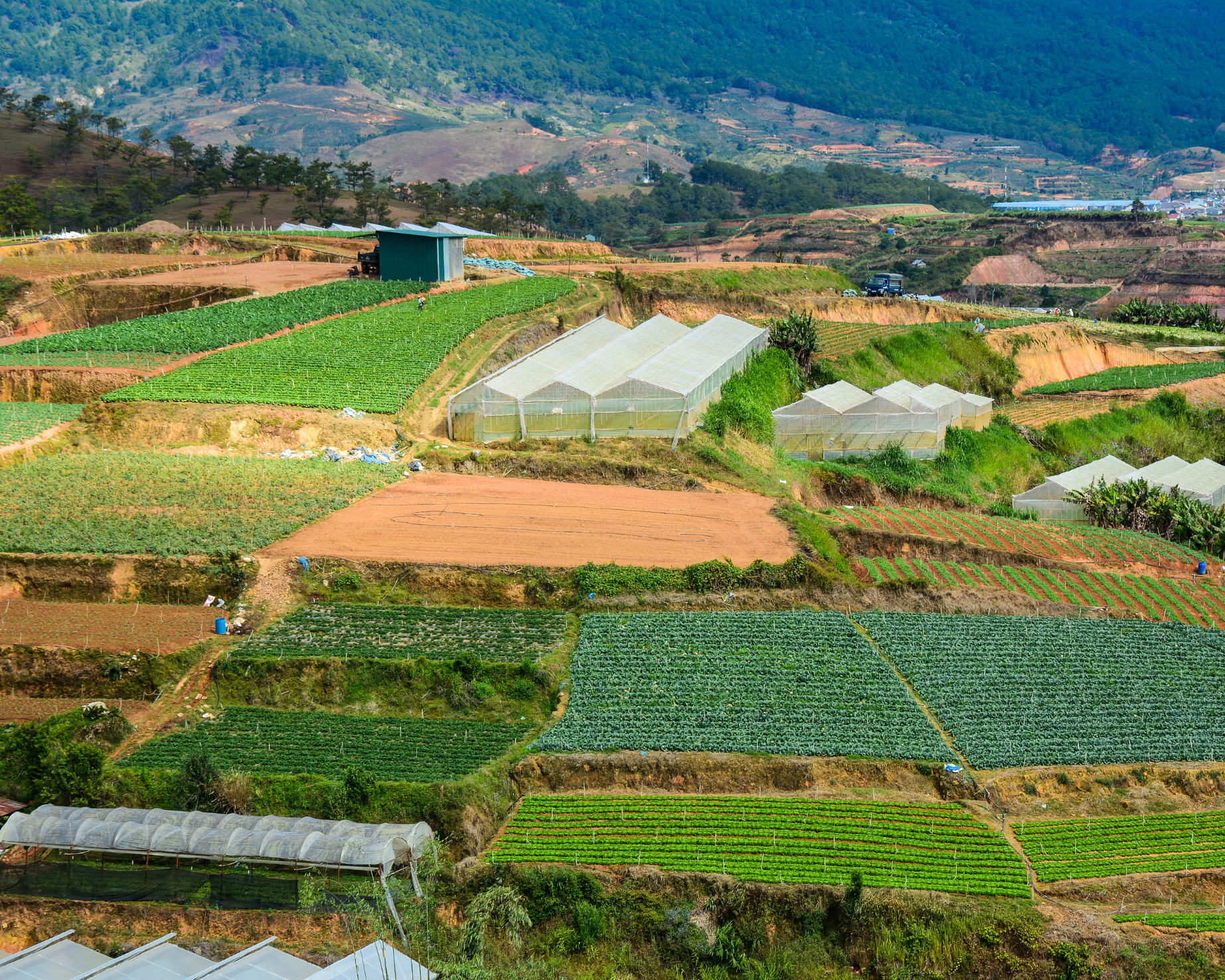 Rau Củ Quả