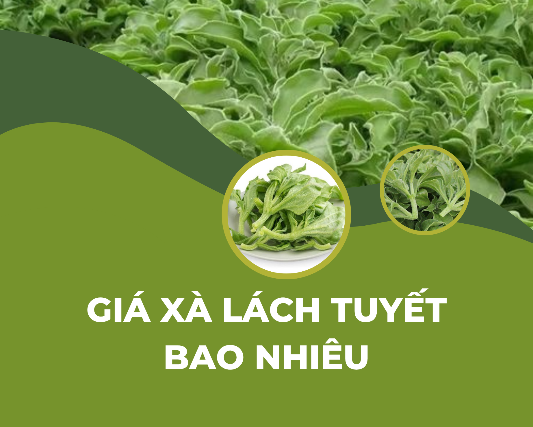Giá xà lách tuyết bao nhiêu