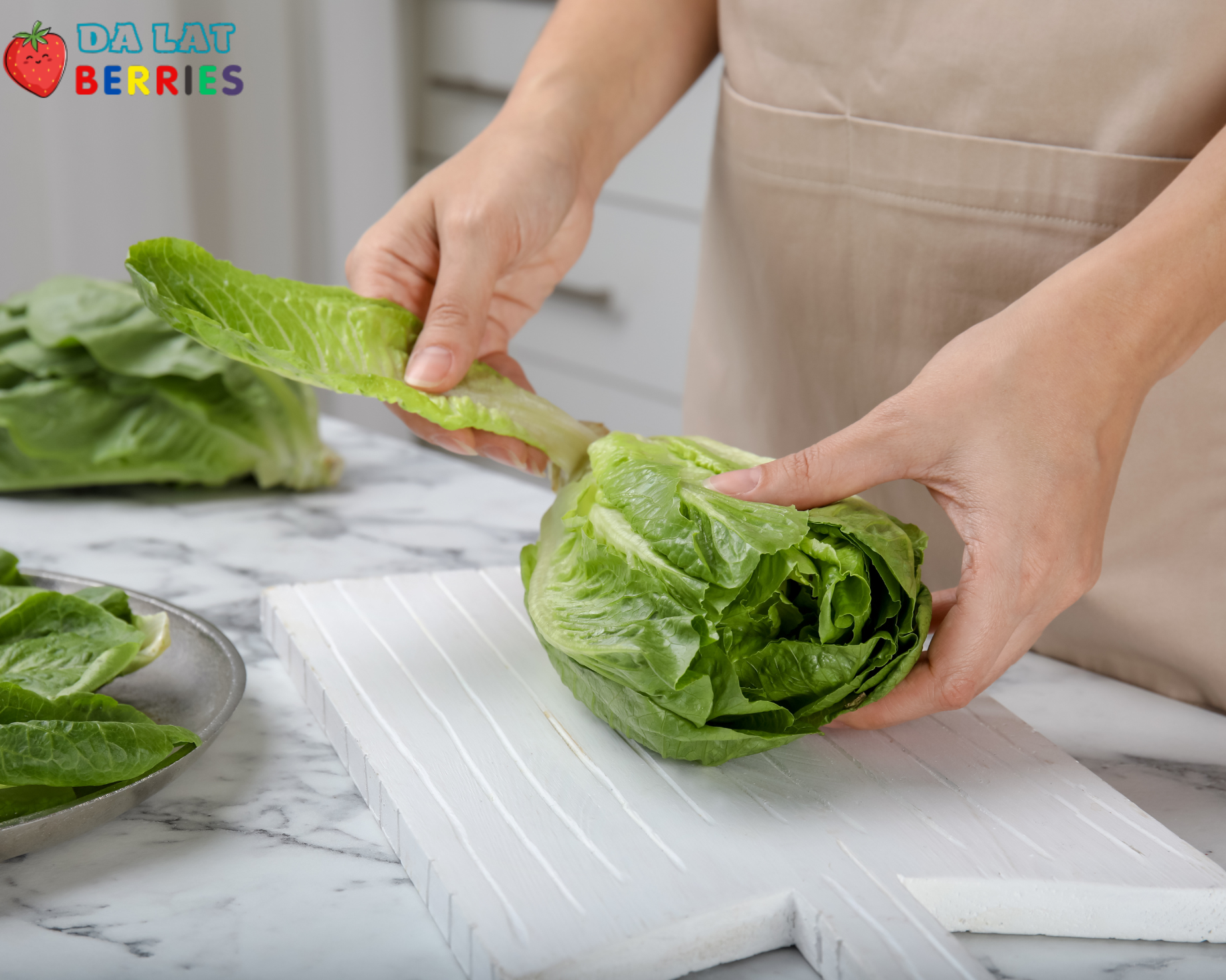 Xà lách Cos Hearts