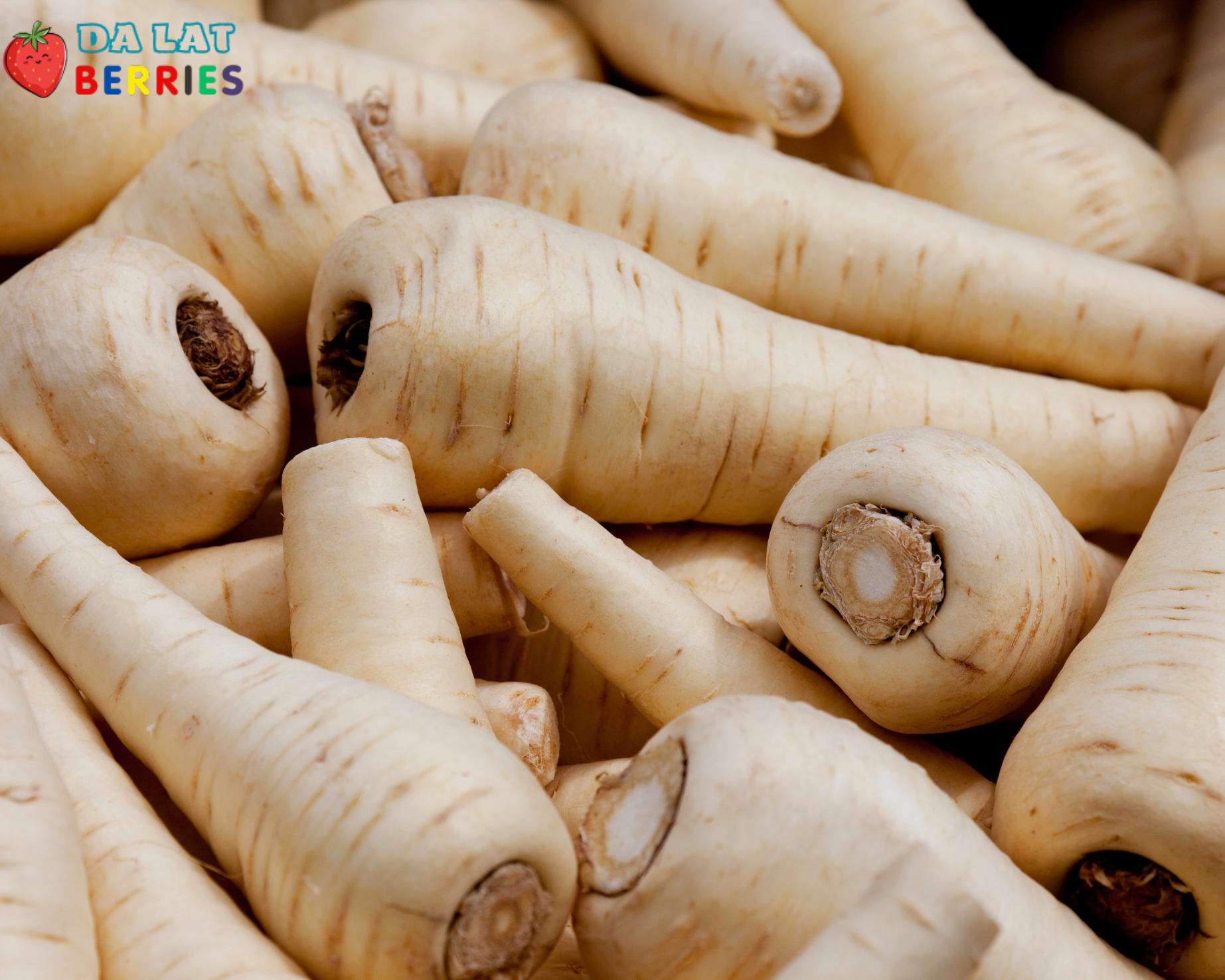 Củ parsnip nhập khẩu