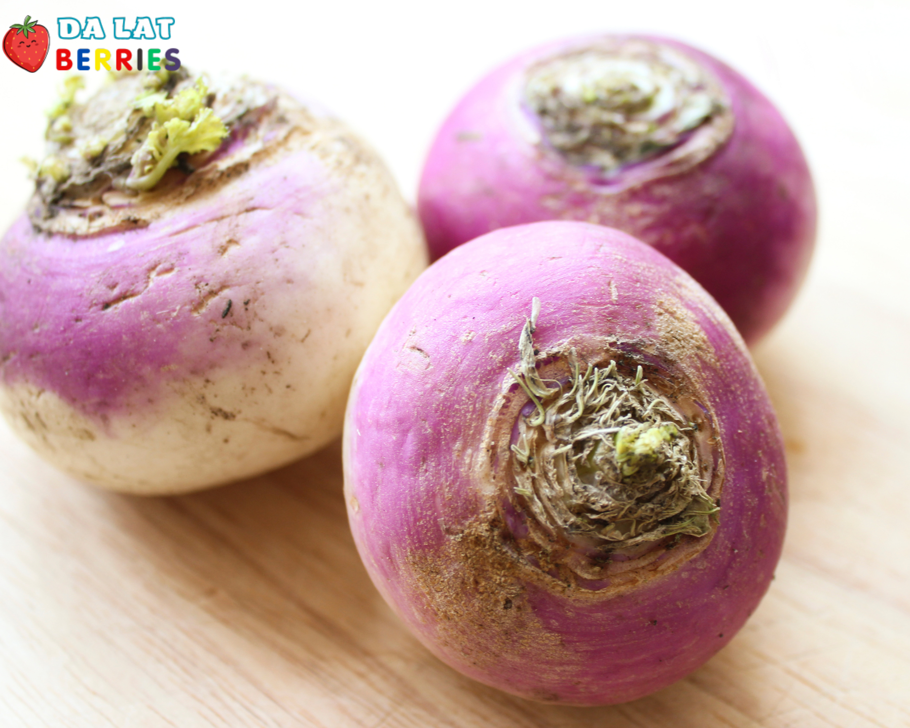 Củ cải turnip 