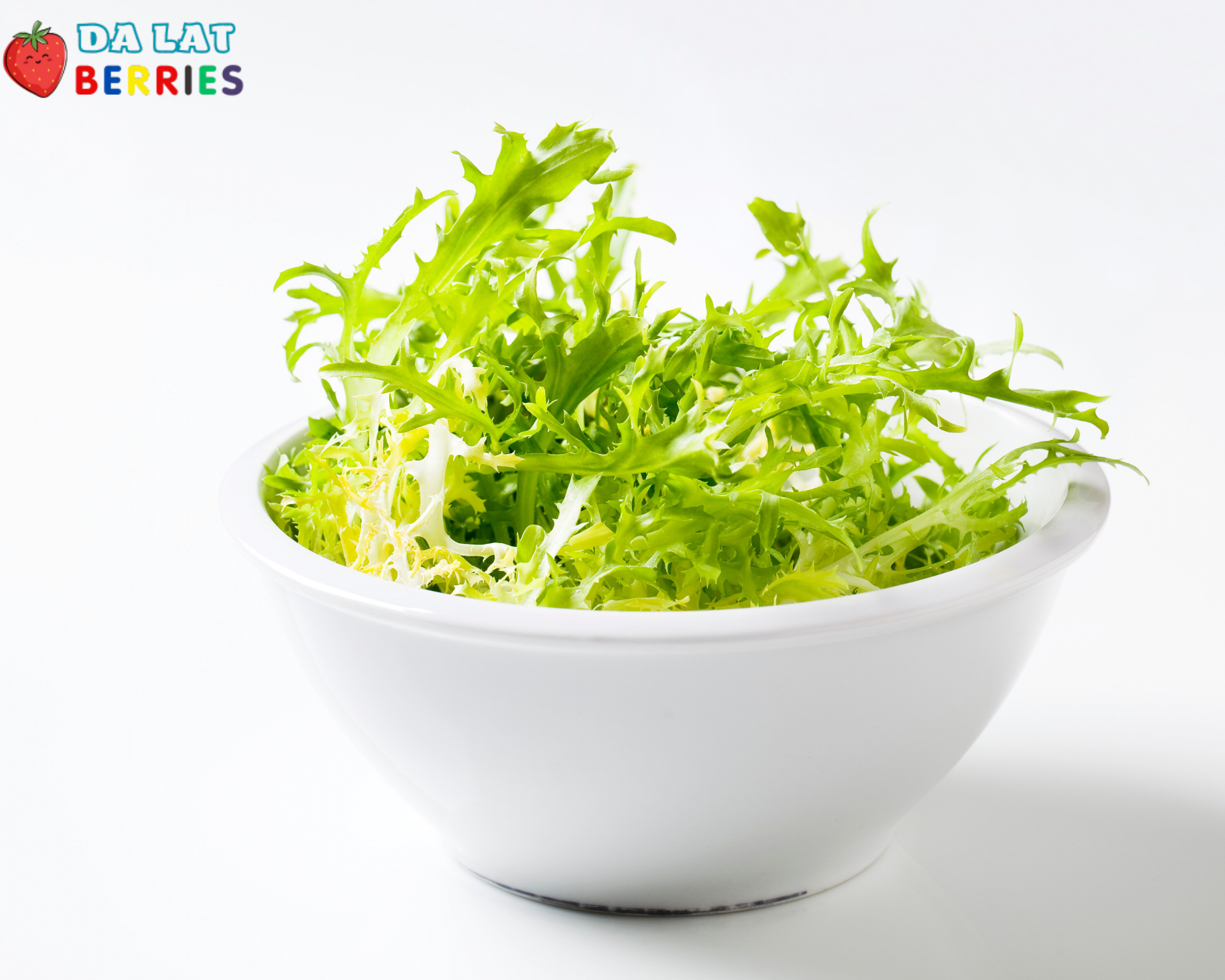 Salad Frisee Salanova xanh