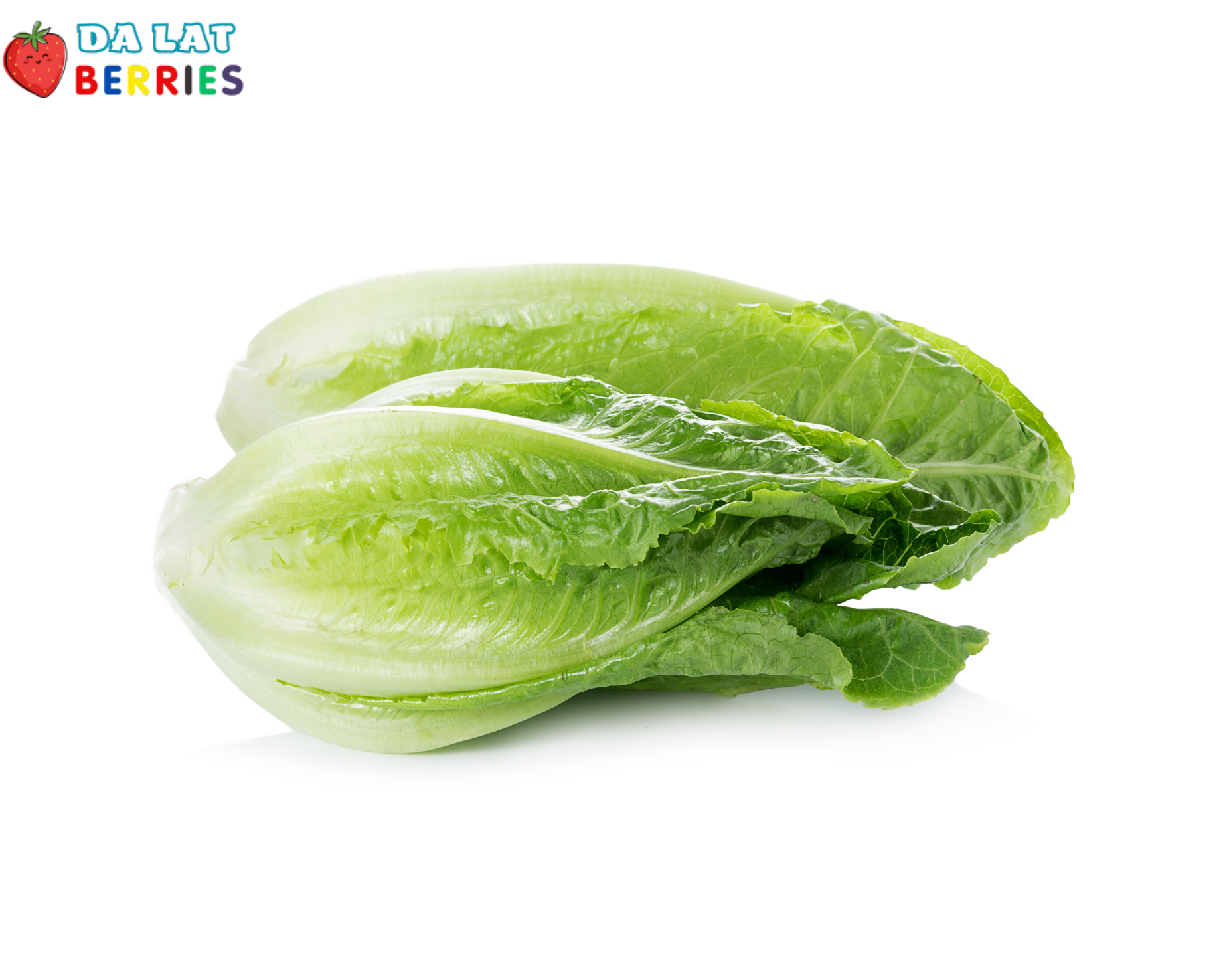 Xà lách Cos Hearts