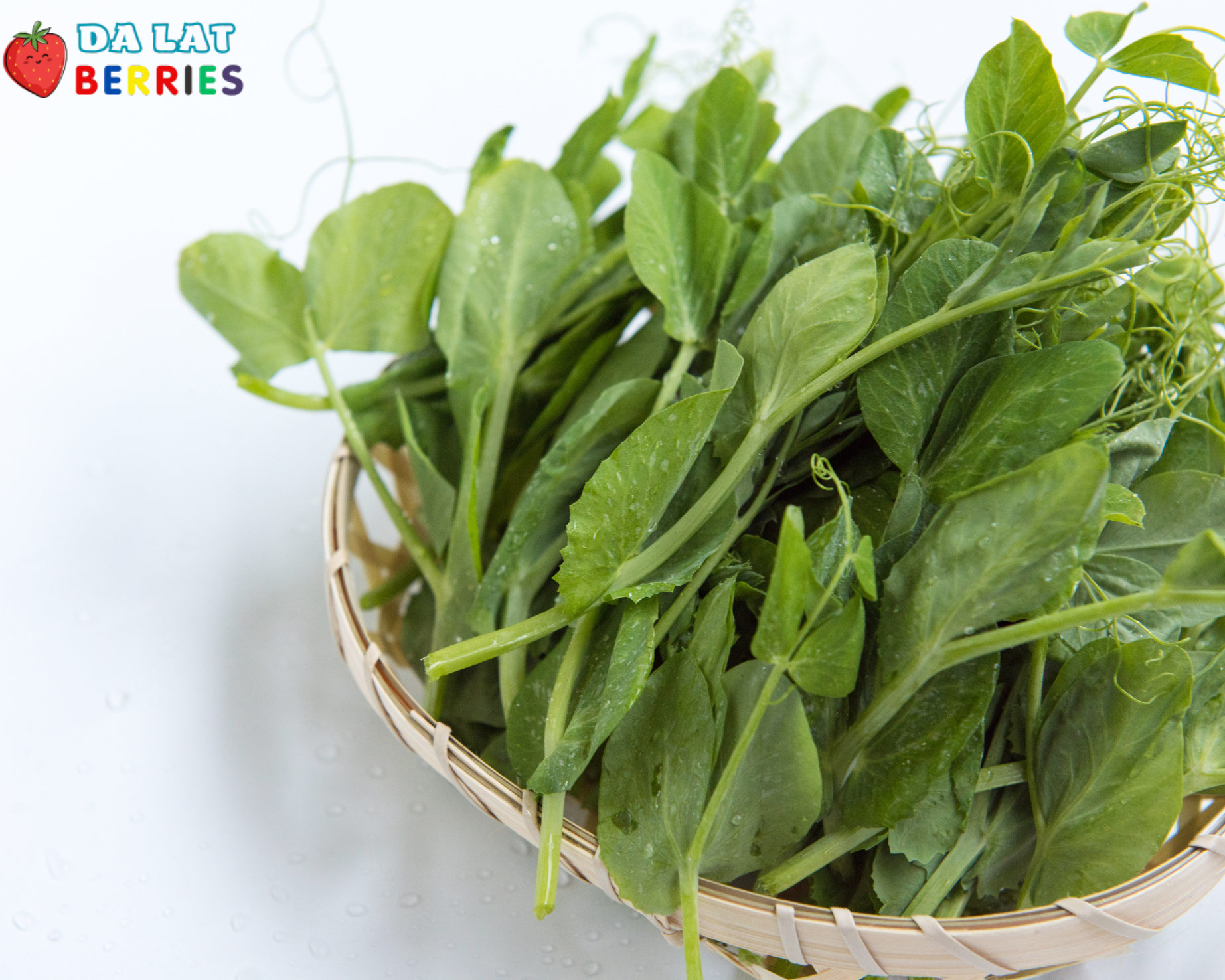 Đọt đậu Hà Lan