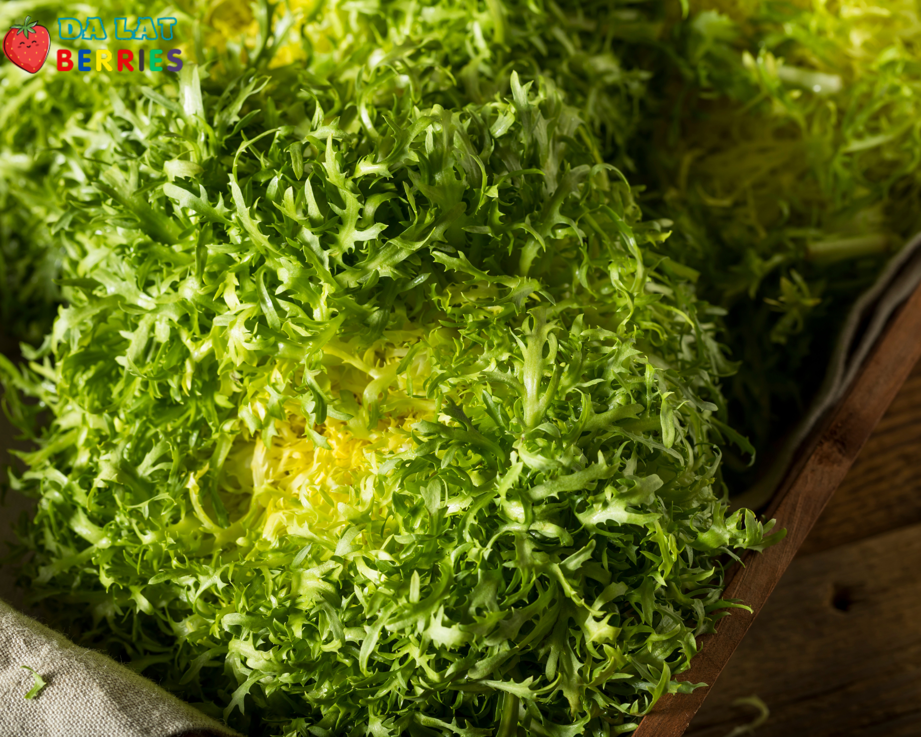 Salad Frisee Salanova xanh