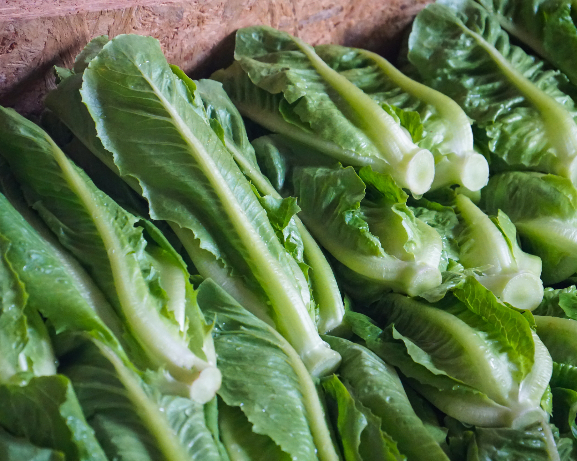 Xà lách Cos Hearts