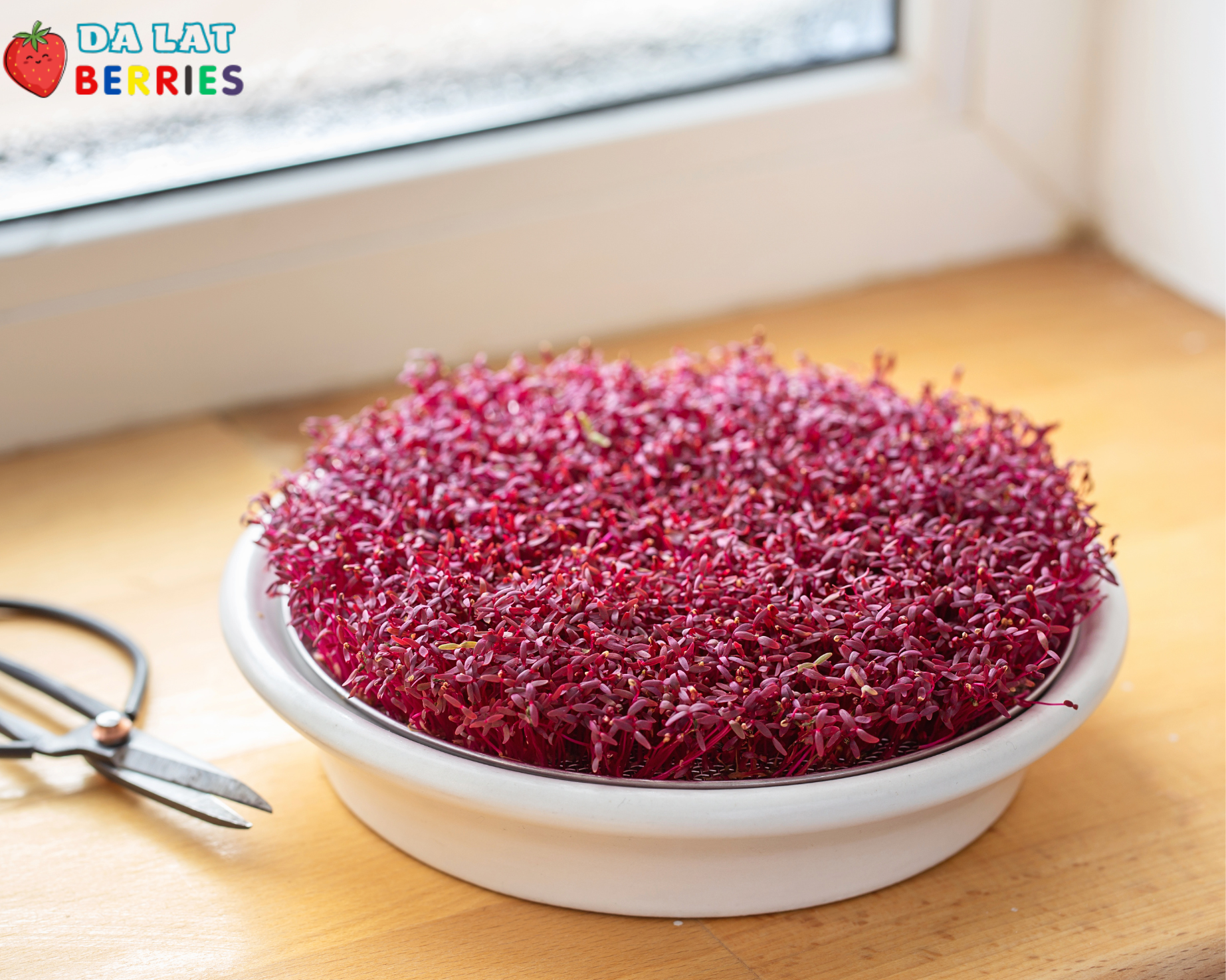 Mầm dền đỏ mini