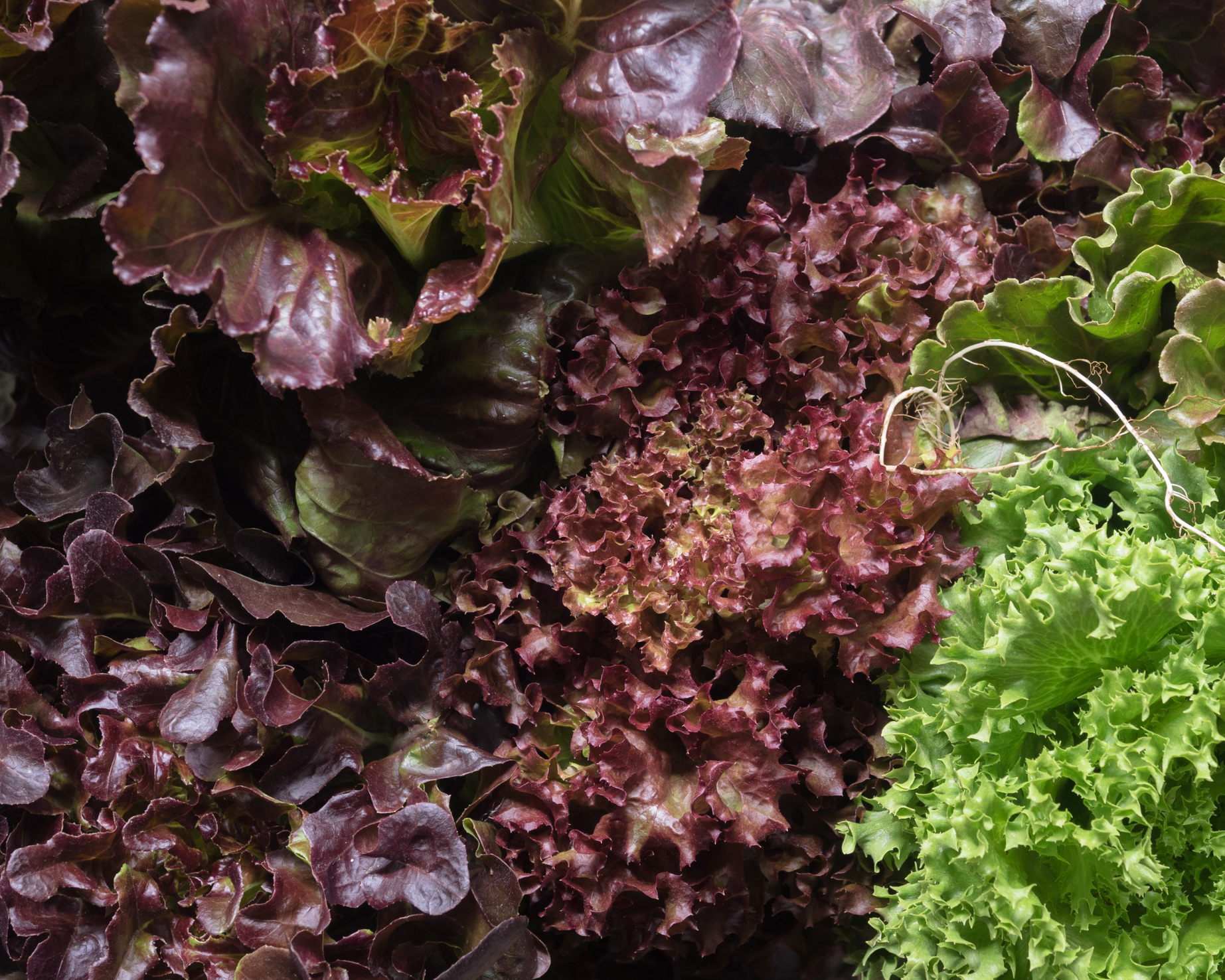 Salad Frisee Salanova Đỏ