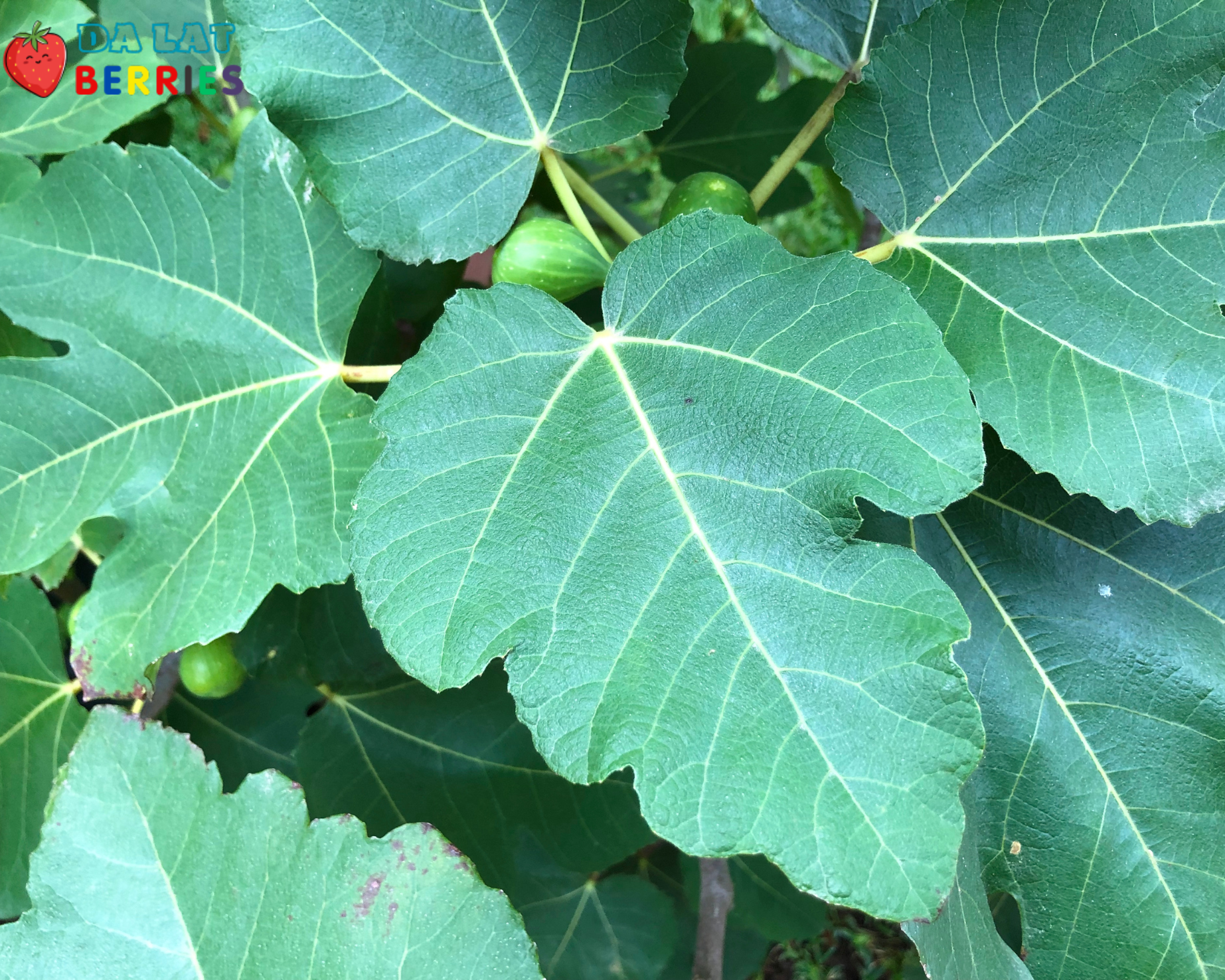 Lá sung Mỹ tươi