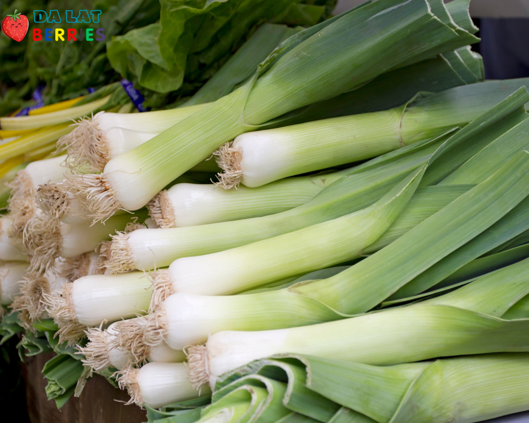 Baby Leek