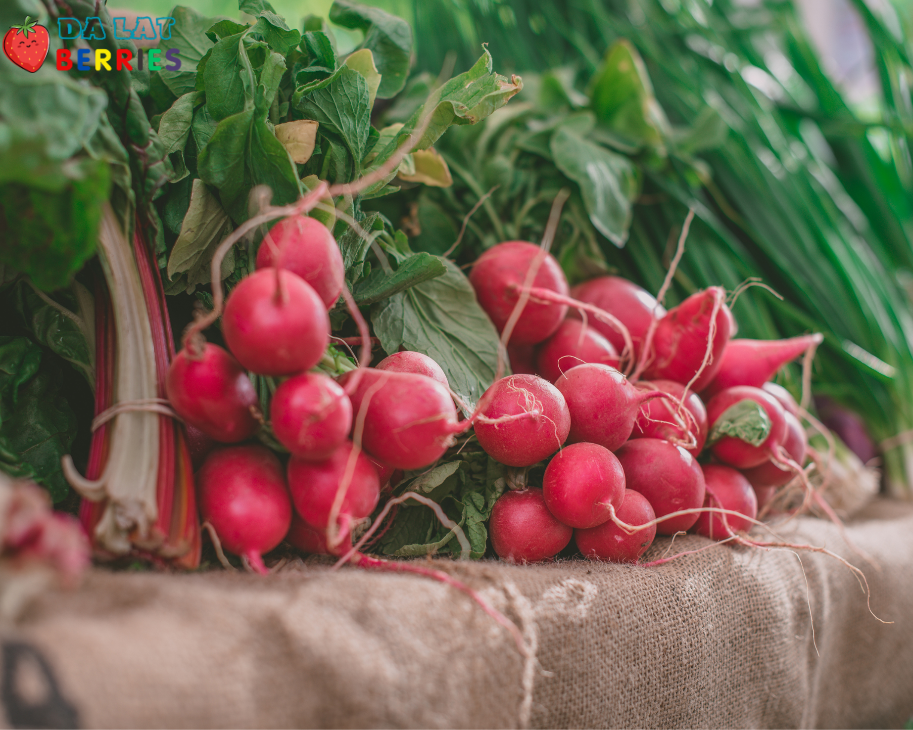 Baby Radish