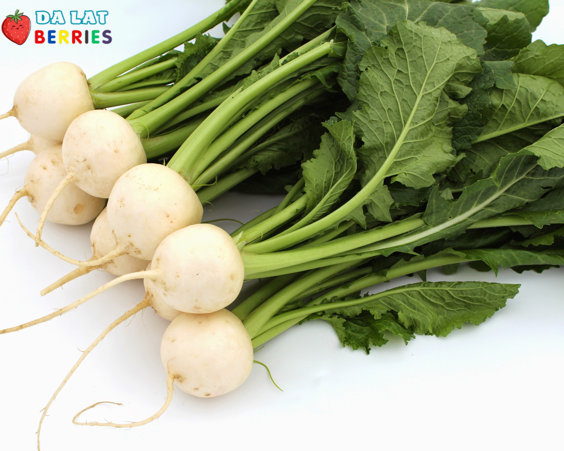 Baby Turnip