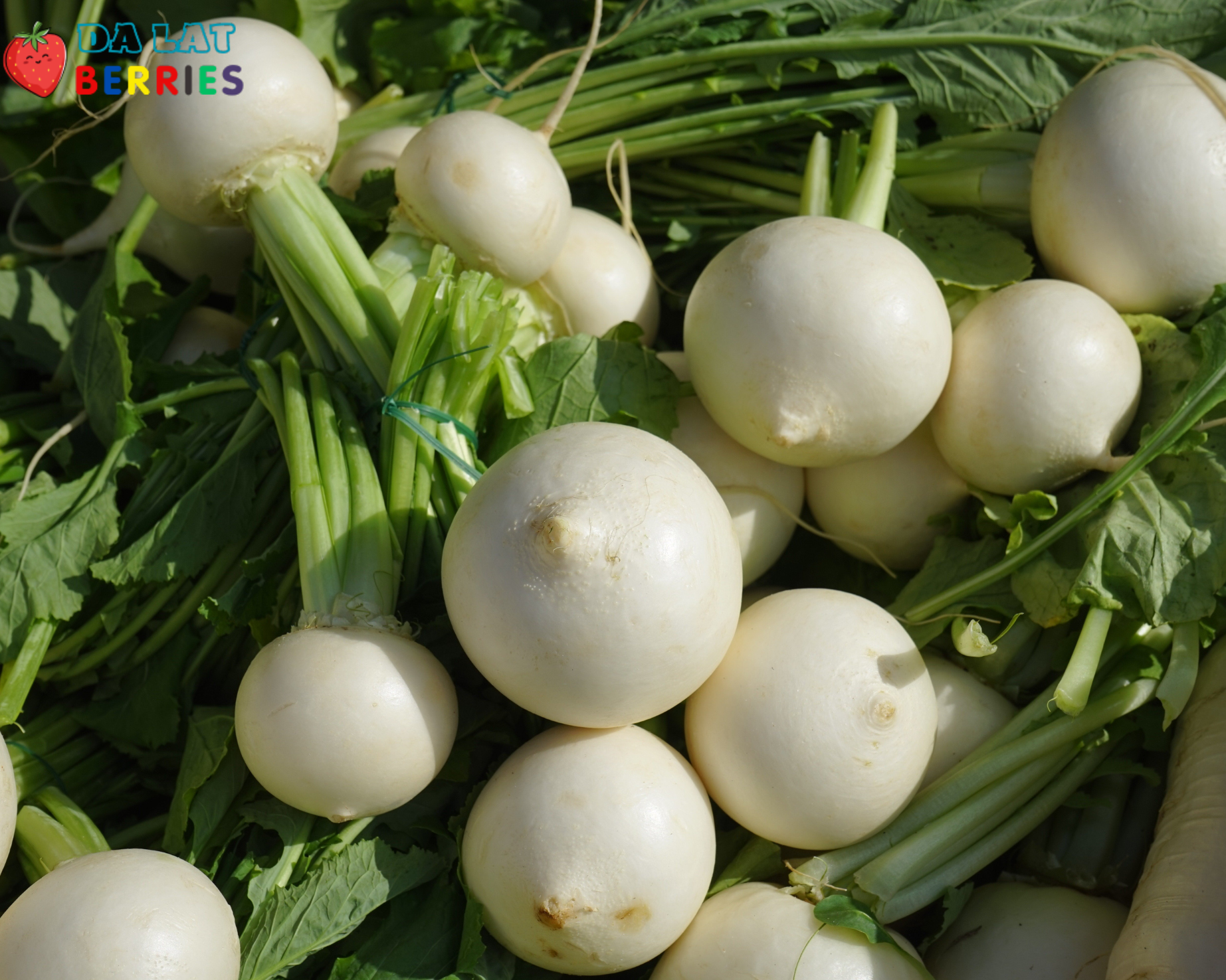 Baby Turnip