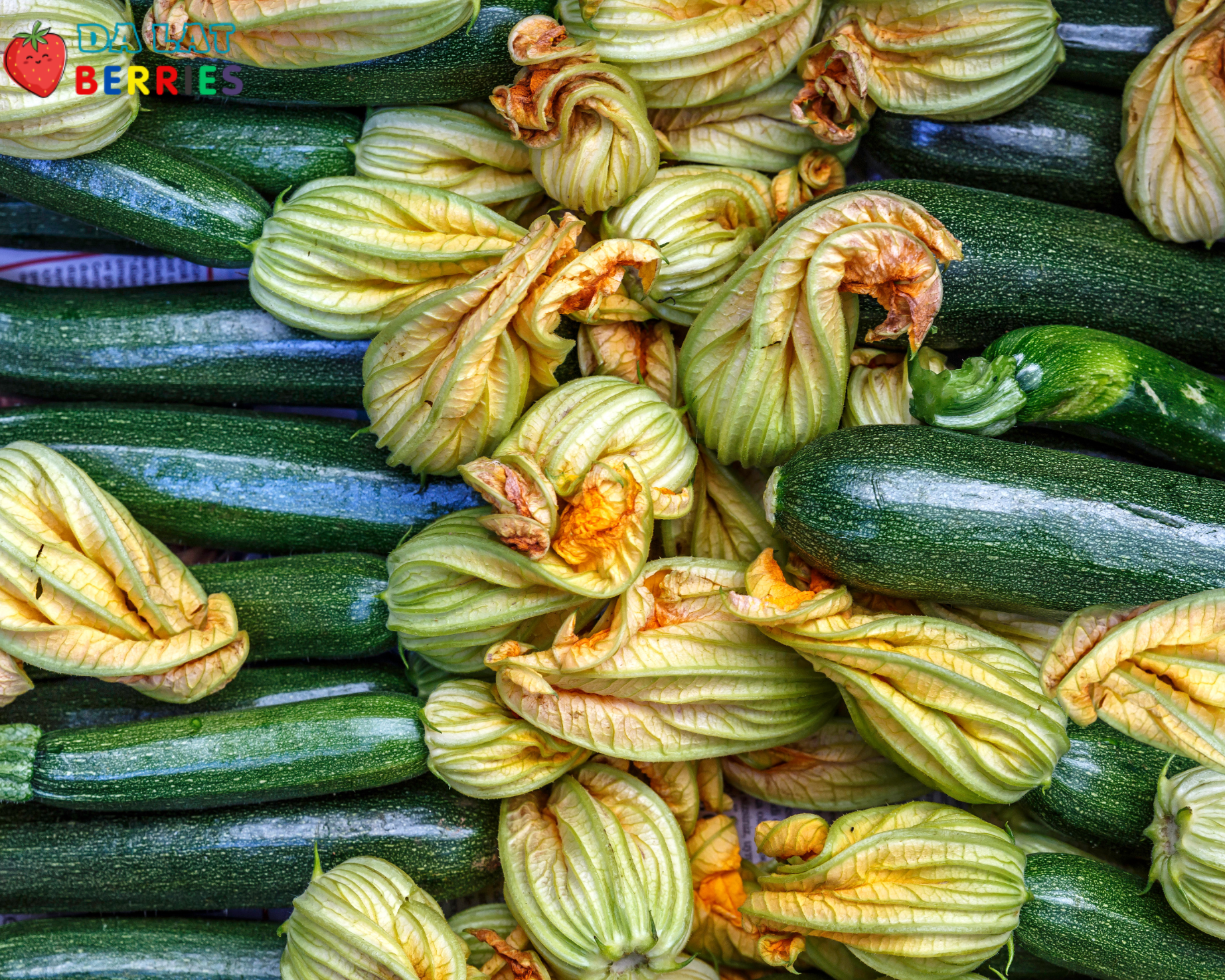 Baby Zucchini