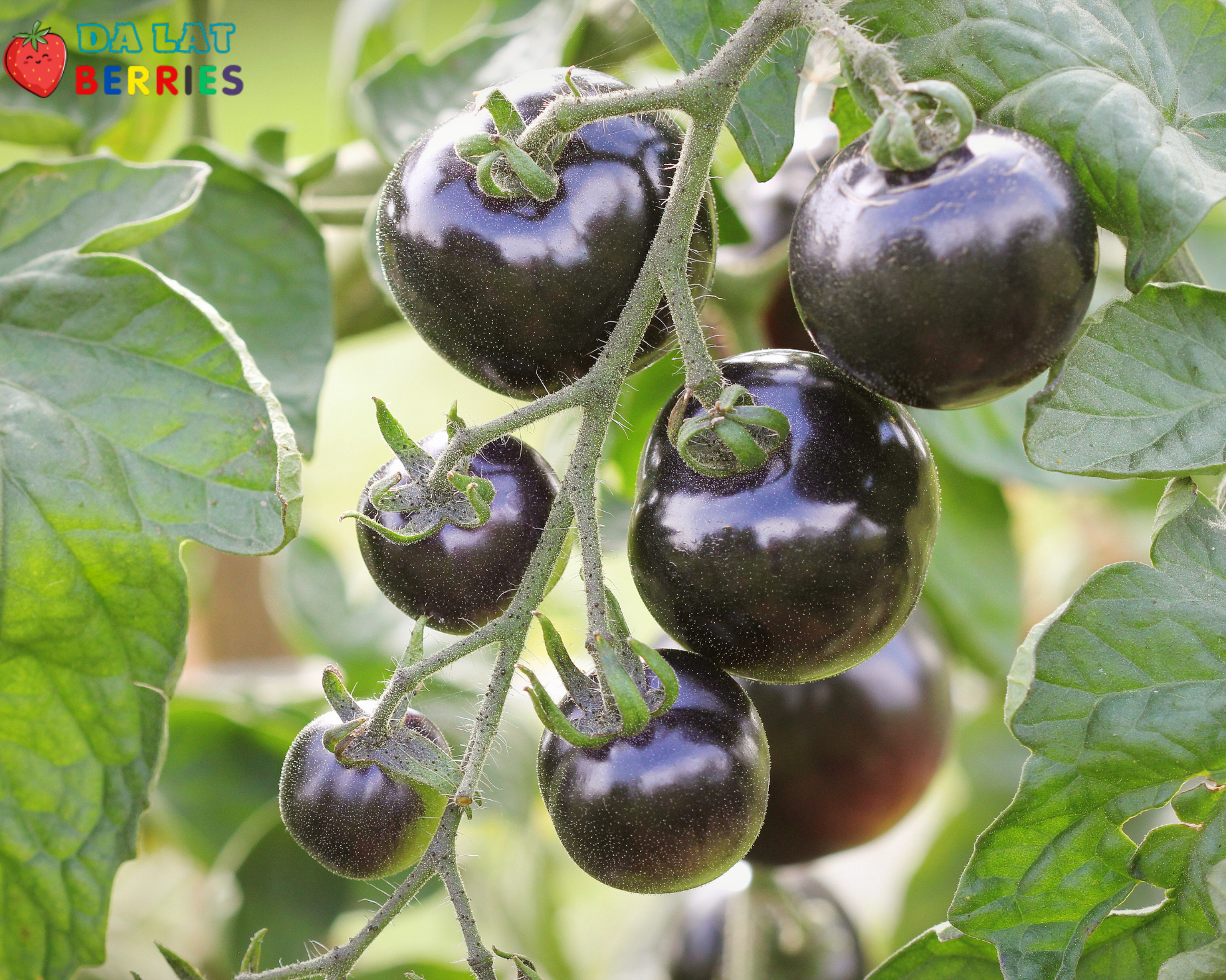 Black Tomato