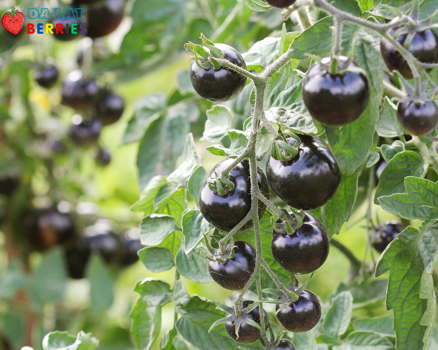 Black Tomato
