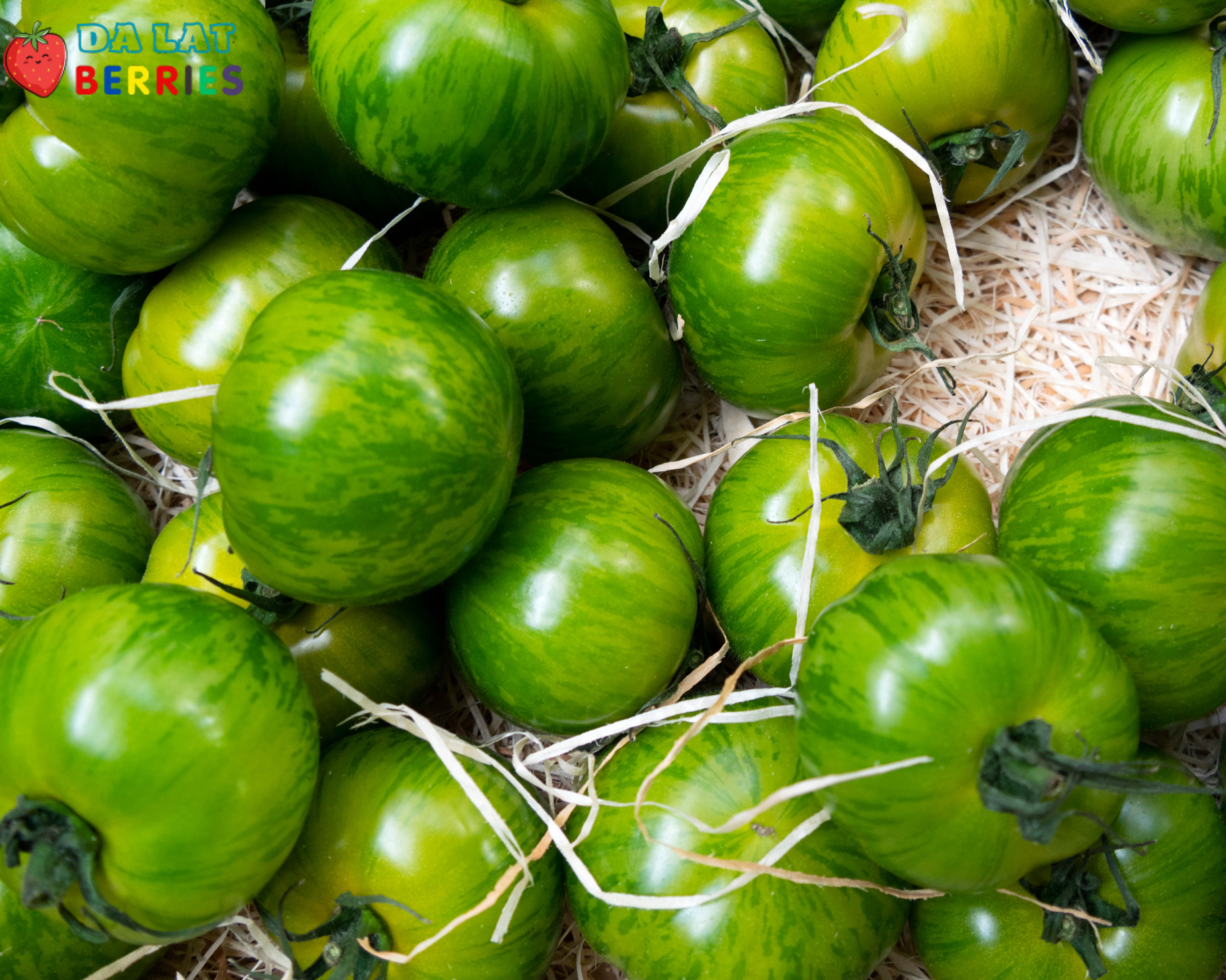 Cà Chua Ngựa Vằn Xanh