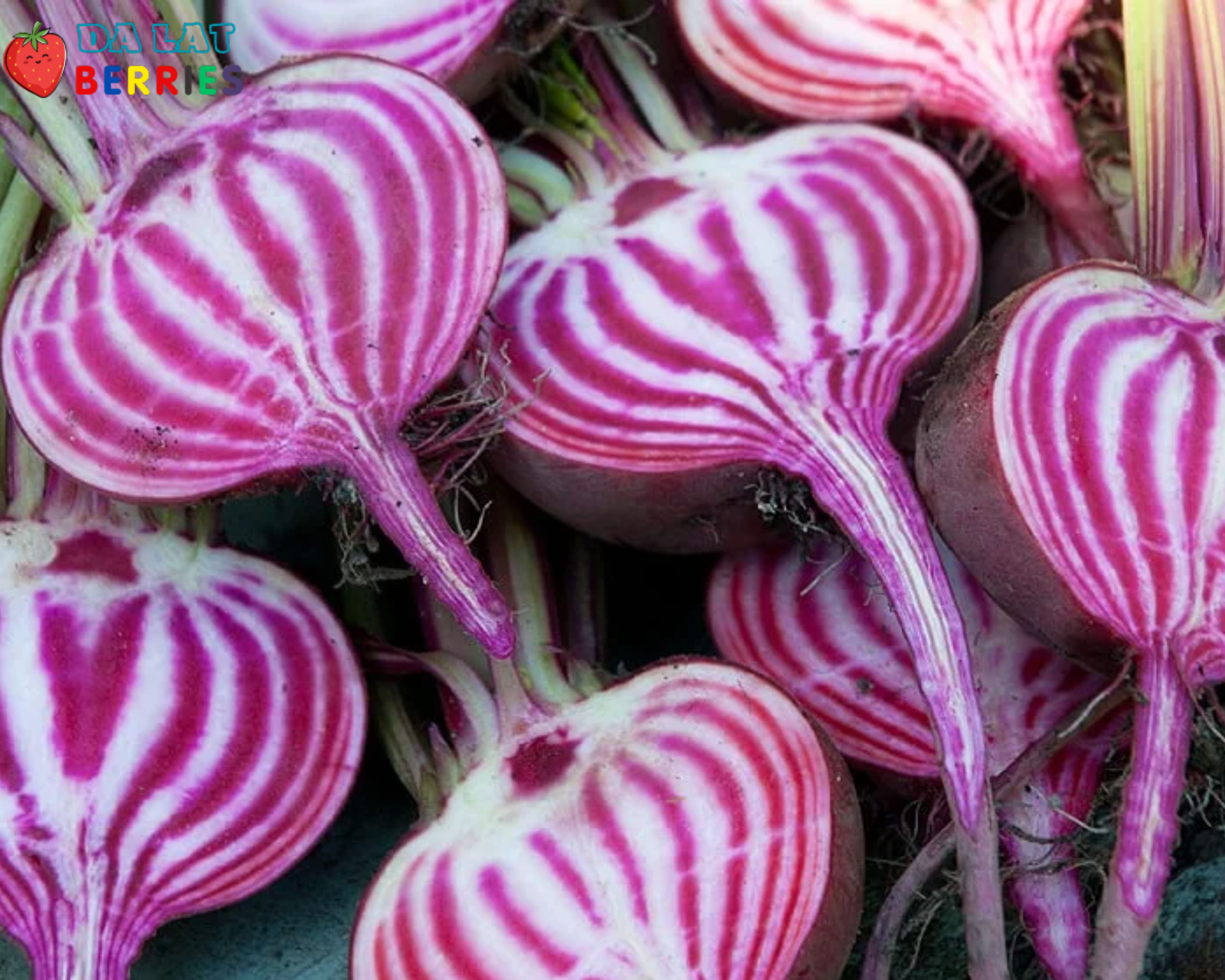 Củ Dền Chioggia