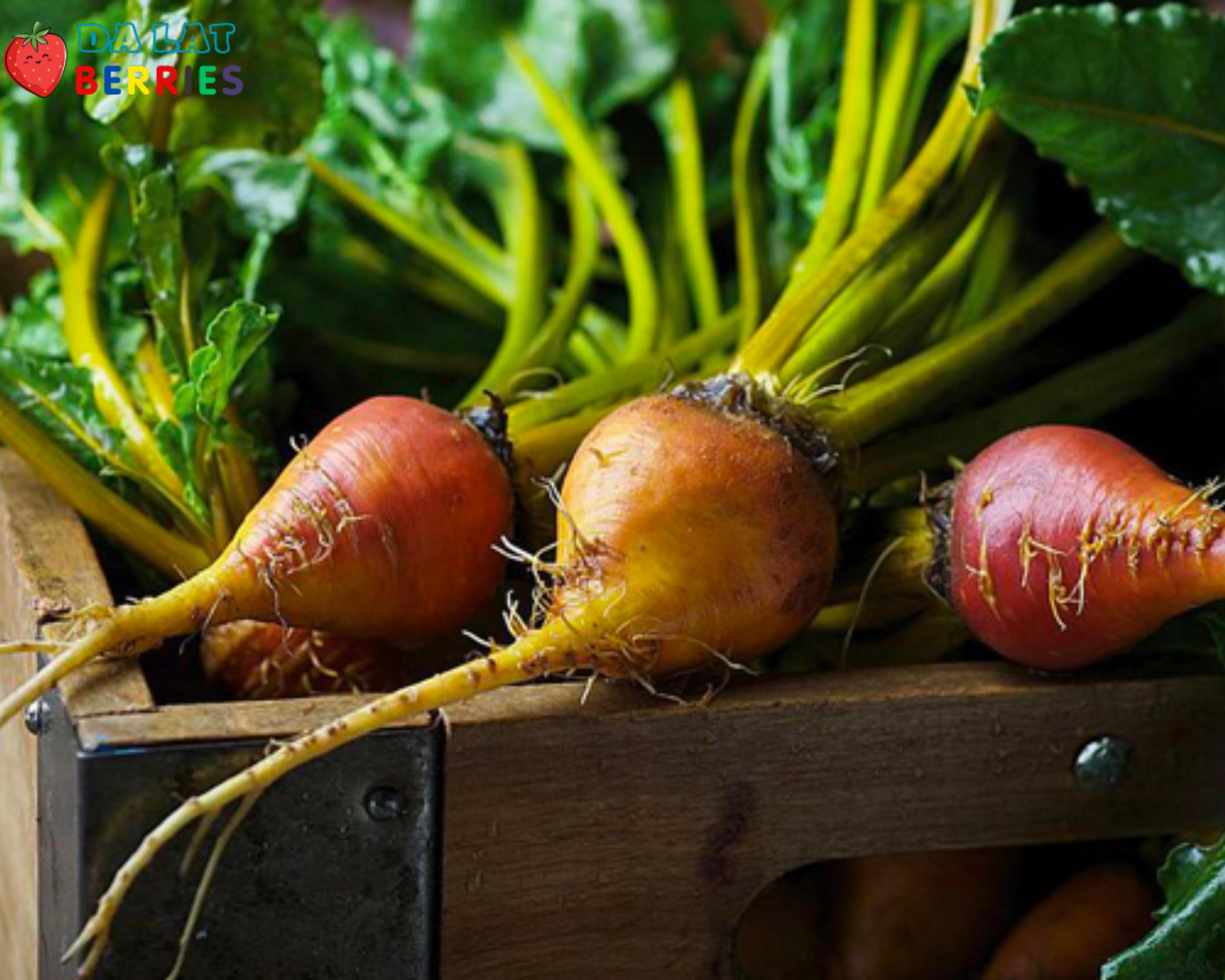 Củ Cải Vàng Tươi