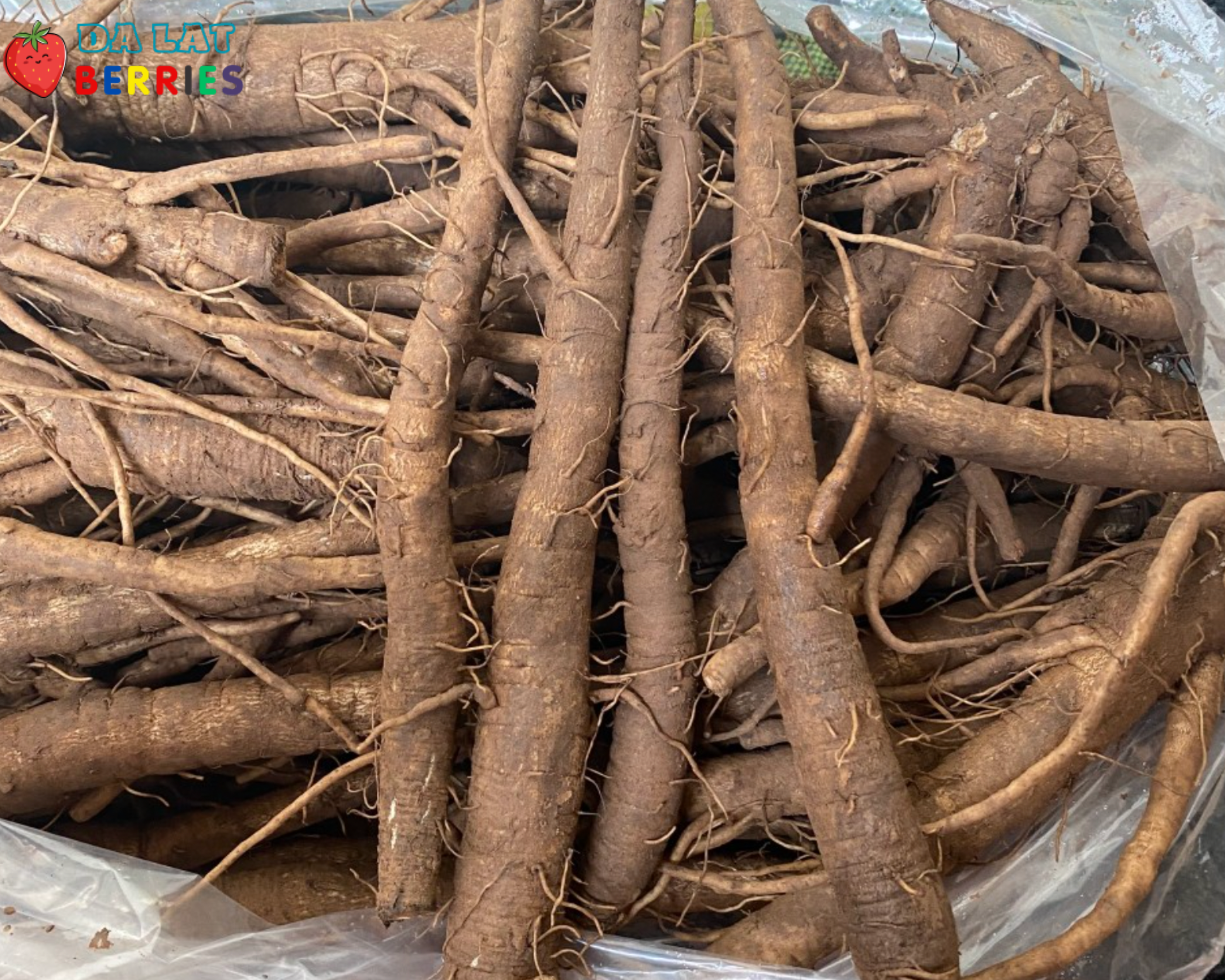 Củ Ngưu Bàng Tươi