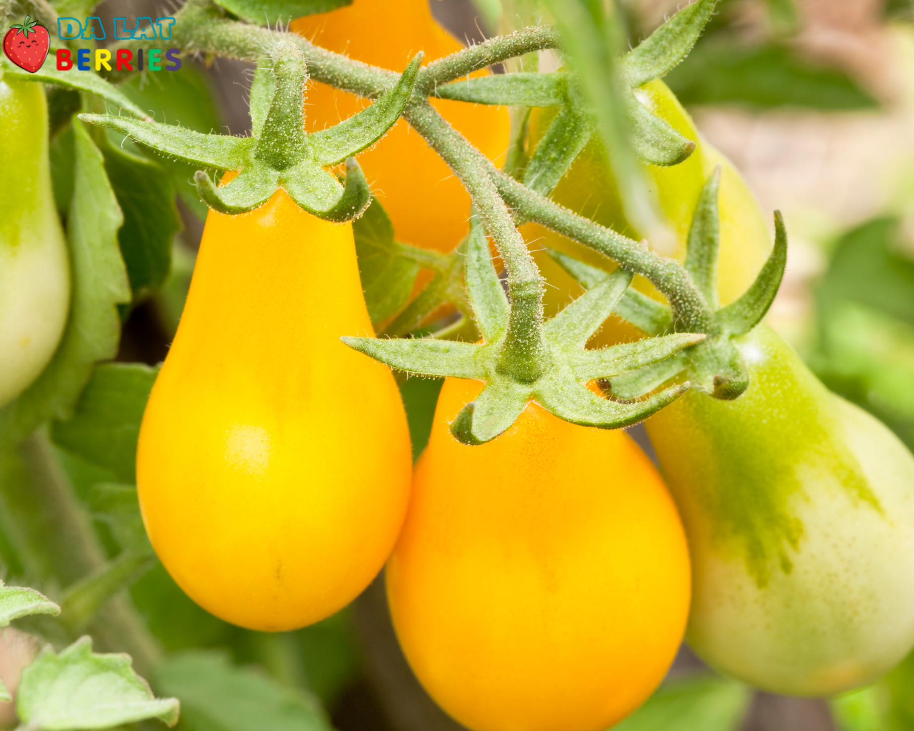 Yellow Pear Tomato