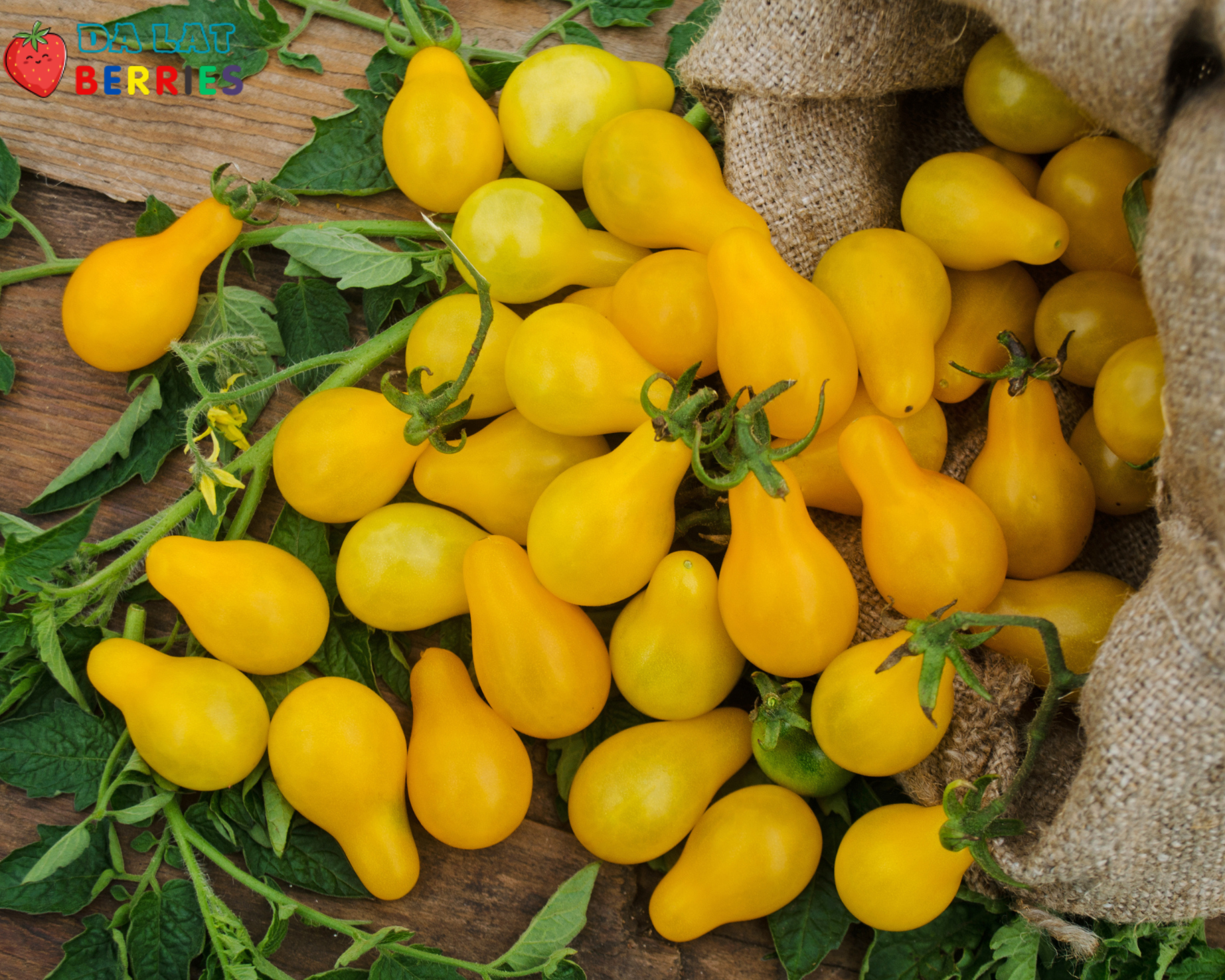 Yellow Pear Tomato